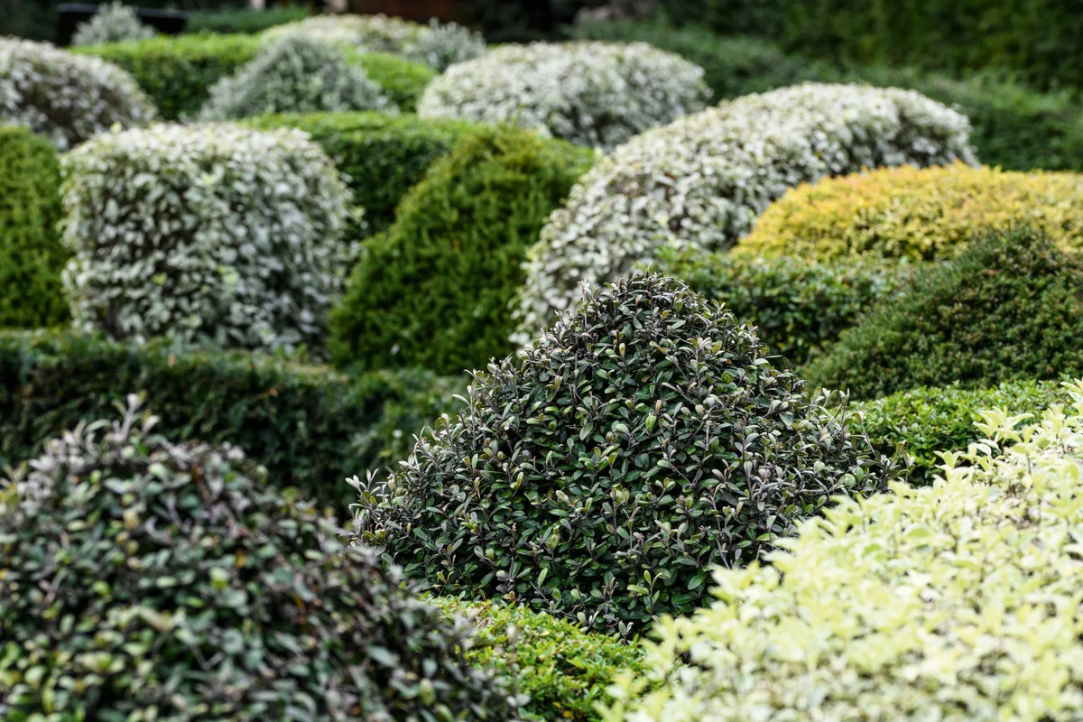 Alternatives to box – trial at RHS Garden Wisley