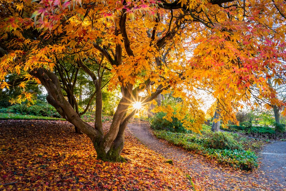 © RHS/Joanna Kossak