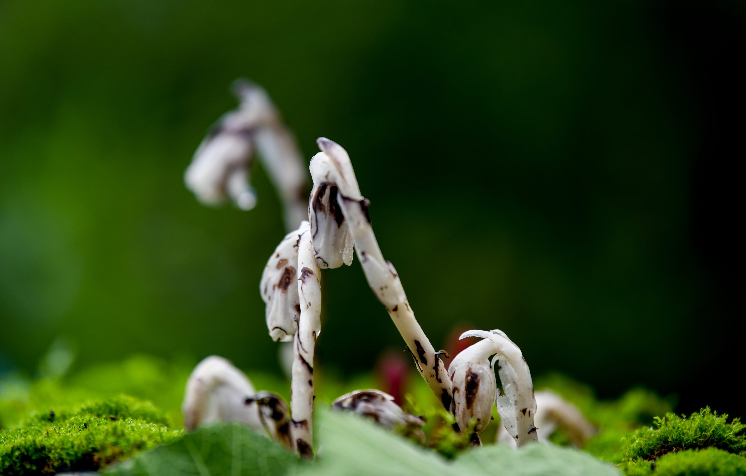 Monotropa uniflora L,Also known as ghost pipe