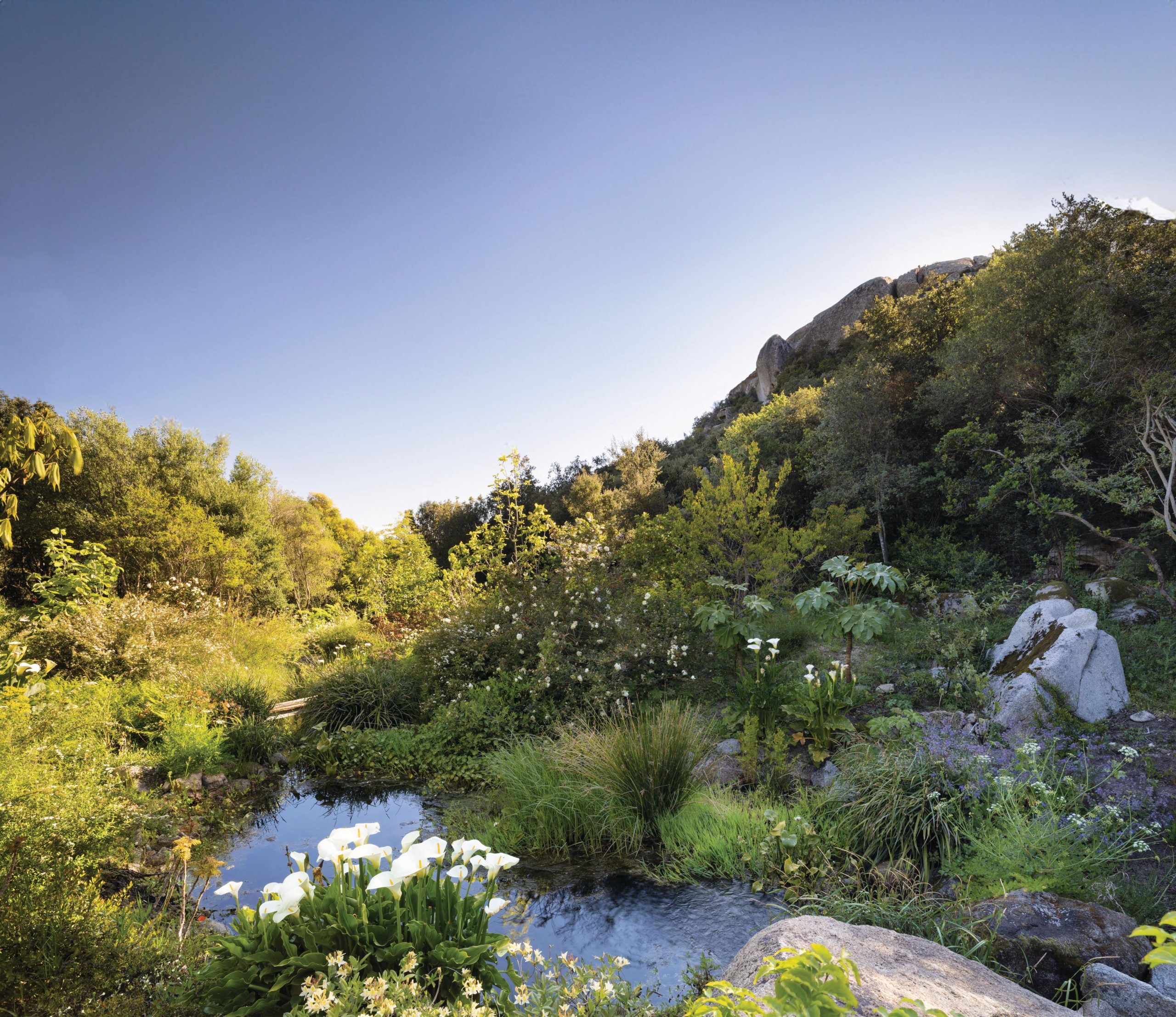 Wildflower garden