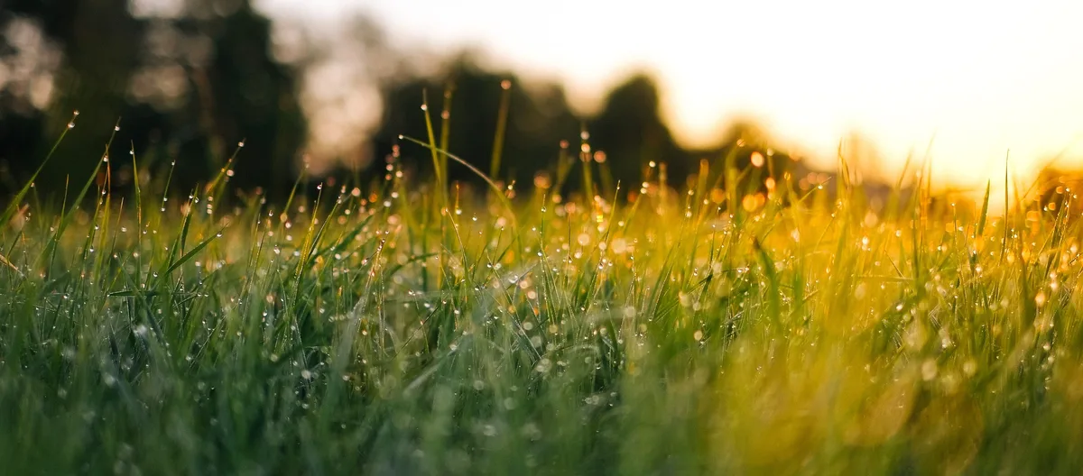 Lawn grass by Jonas Weckschmied © Unsplash
