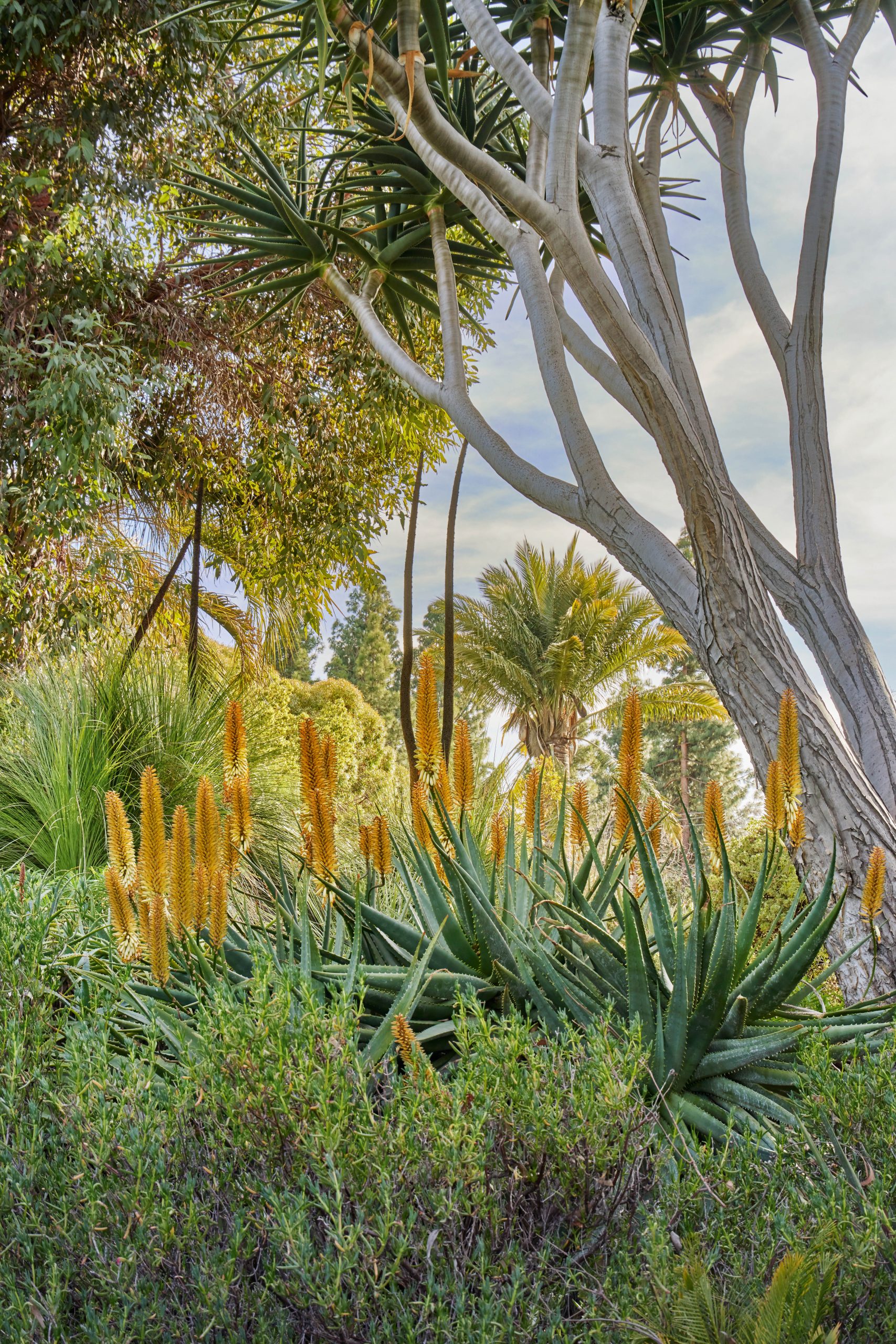 Aloe ‘Creamsicle’ under a mature Aloe ‘Hercules’ © Caitlin Atkinson