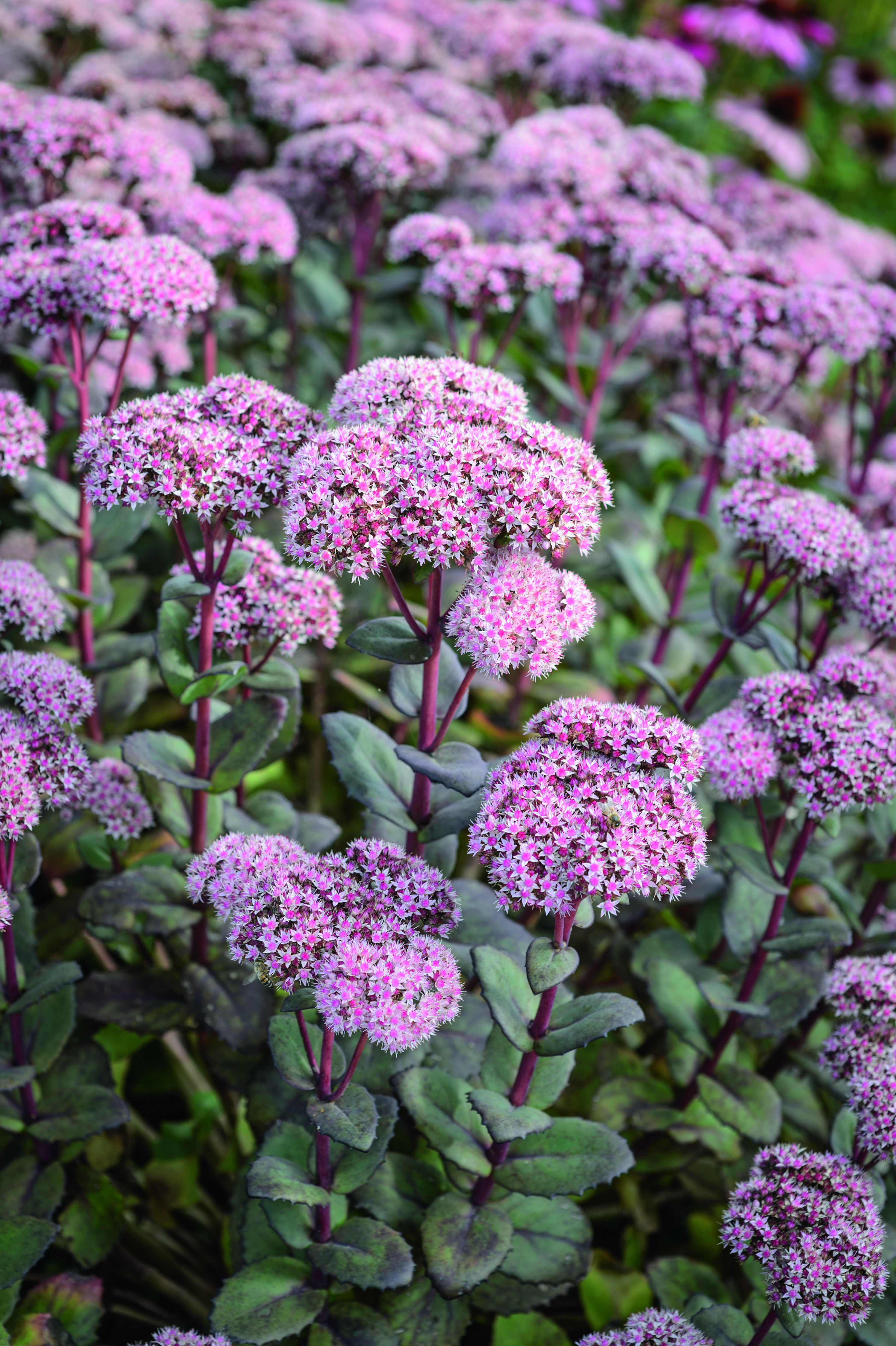 Sedum 'Matrona'