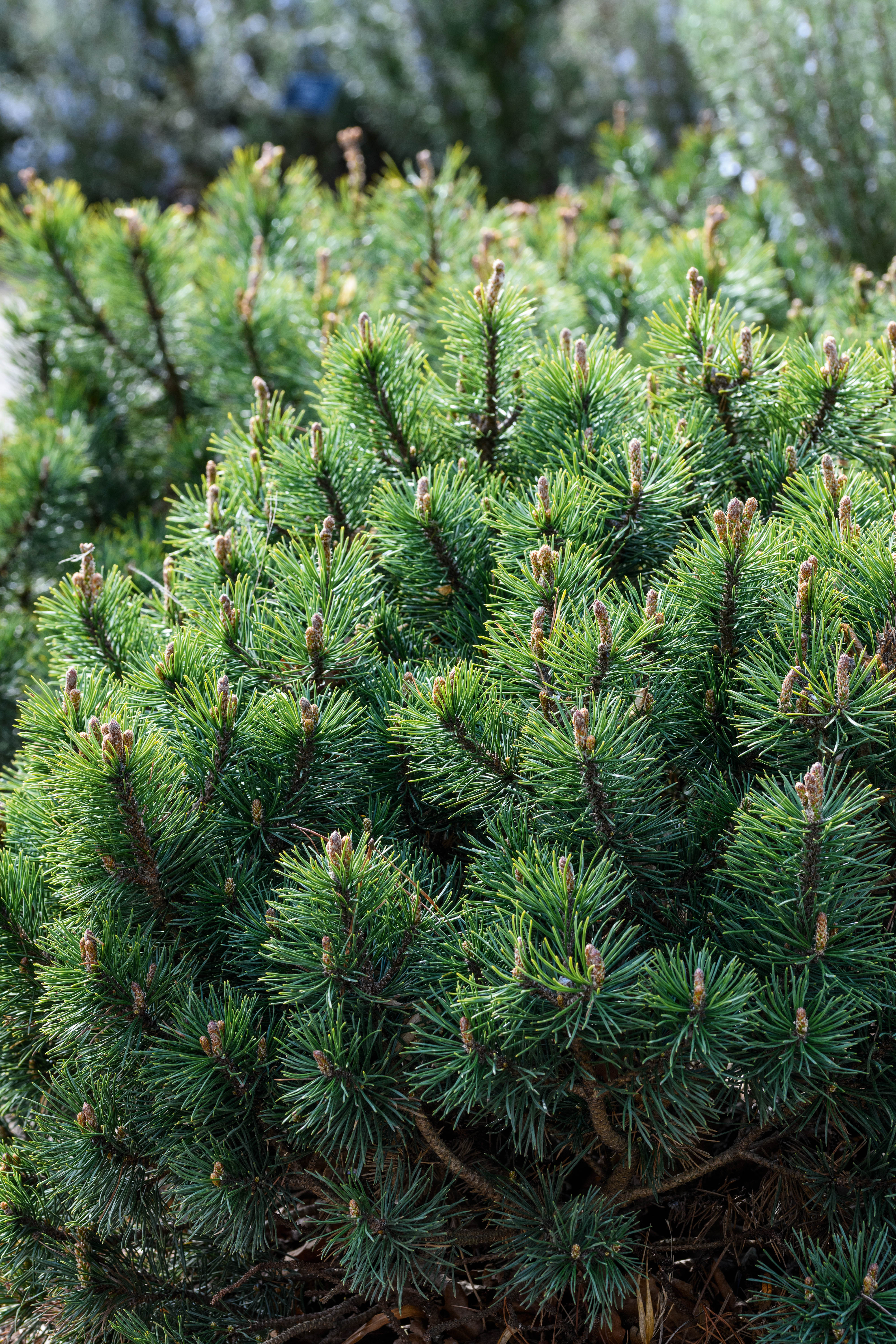 Pinus mugo