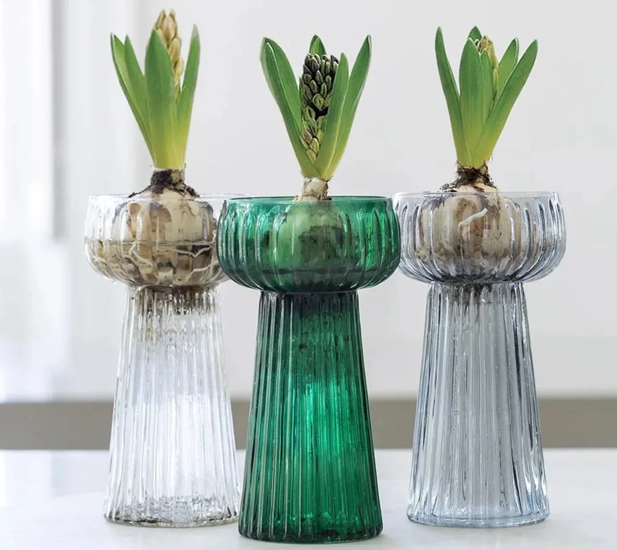Hyacinth ribbed glass bulb vases