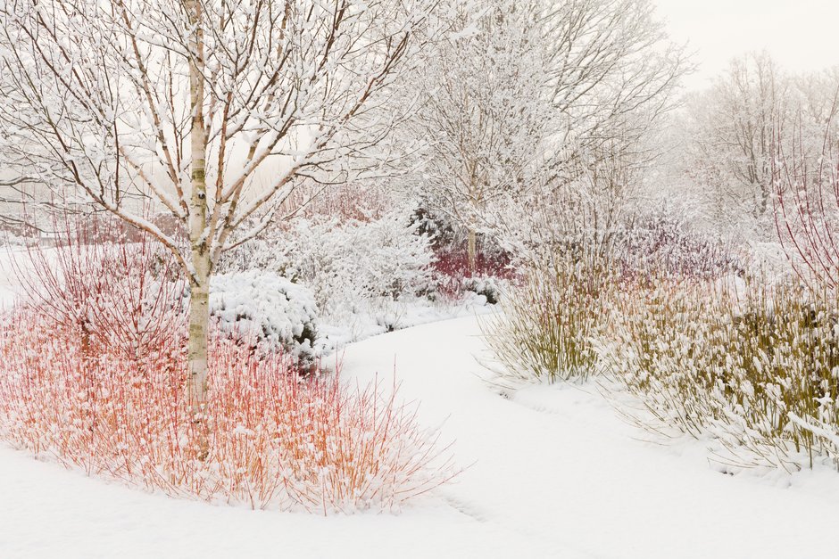 The Winter Walk in snow with Cornus sanguinea 'Midwinter Fire' in the foreground at RHS Garden Harlow Carr