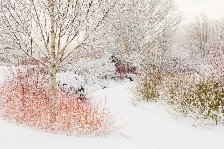 The Winter Walk in snow with Cornus sanguinea 'Midwinter Fire' in the foreground at RHS Garden Harlow Carr