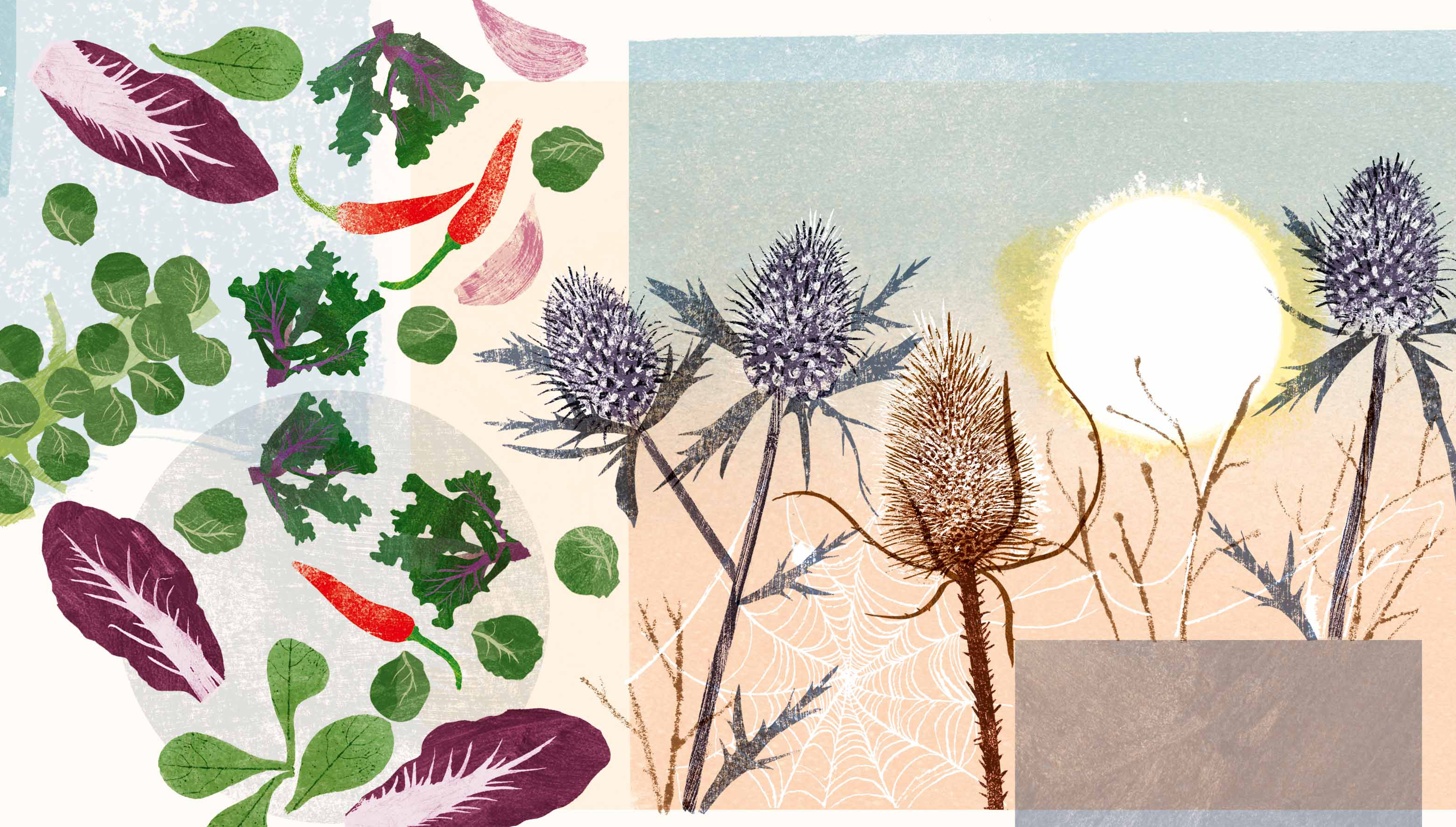 What to sow in January