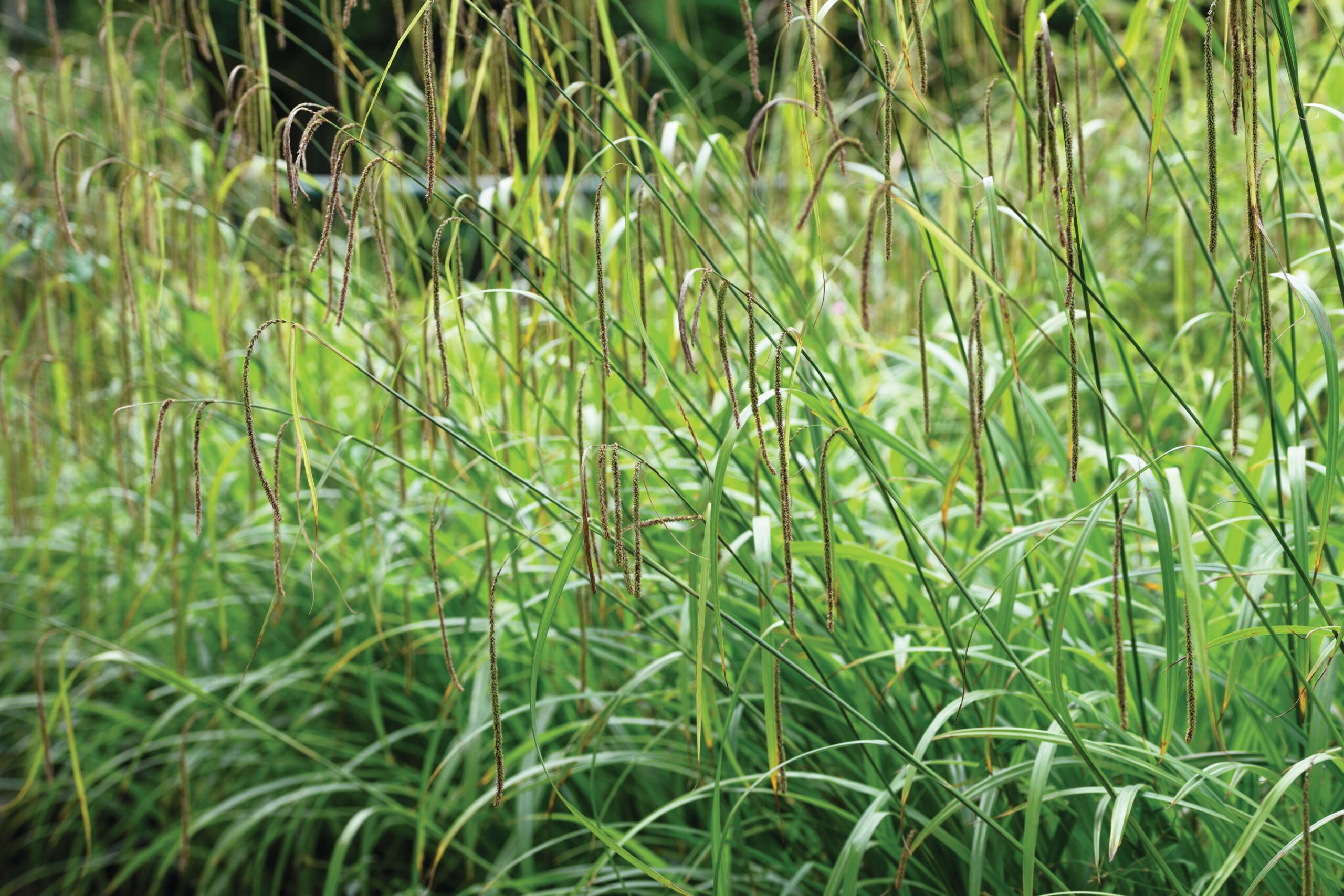 Carax-plant