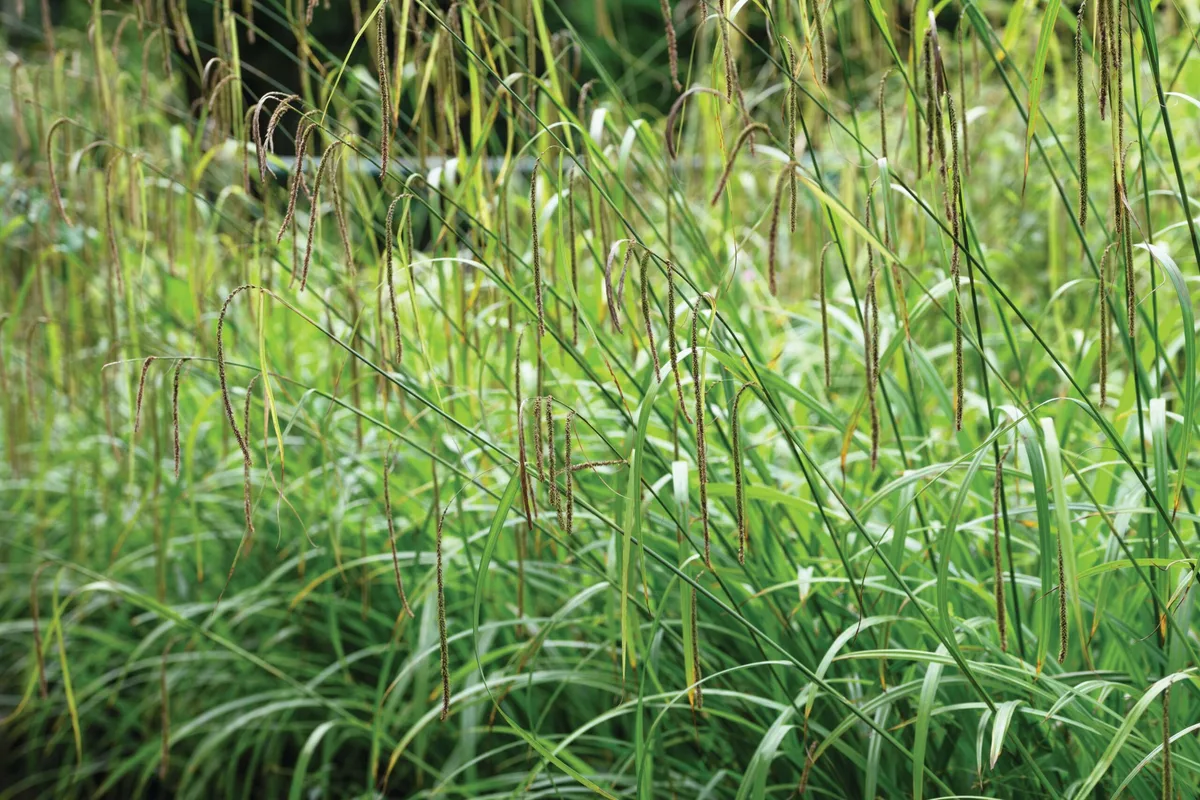 Carax-plant