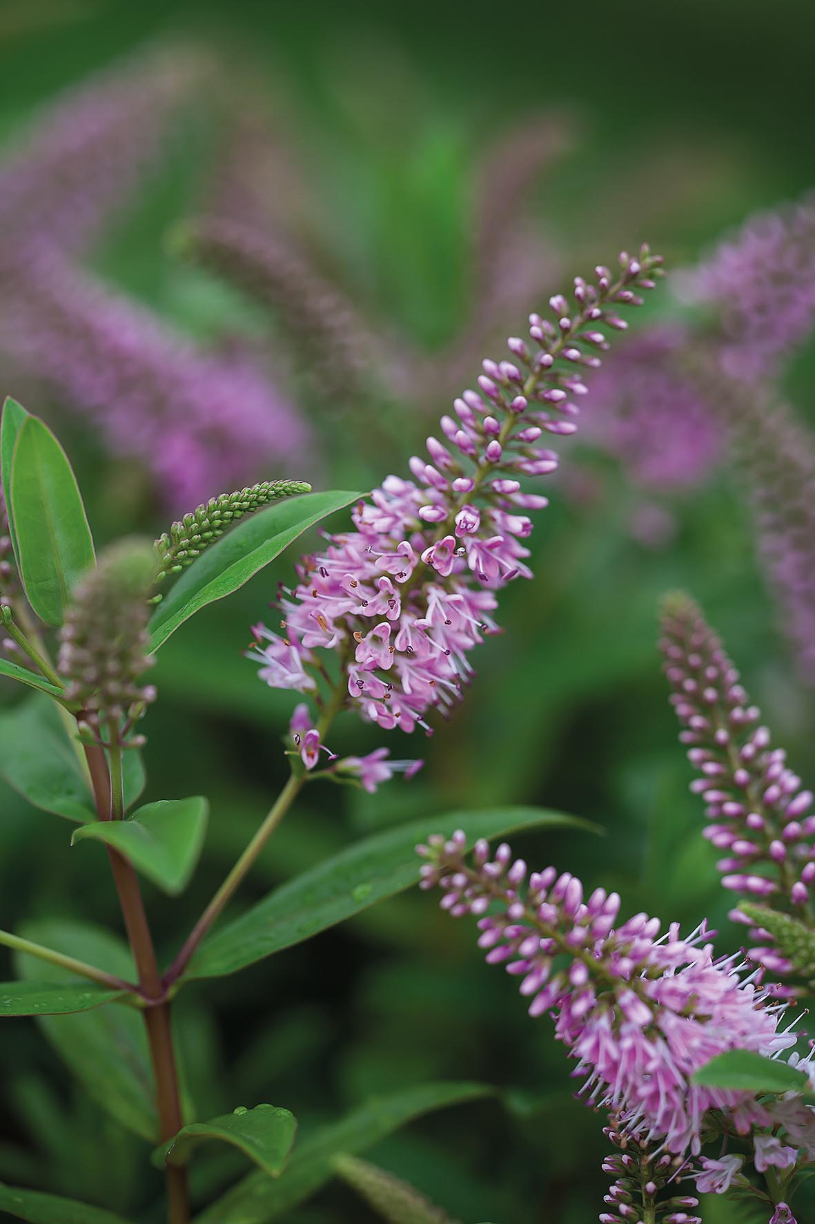 Hebe 'Blush Elegance'