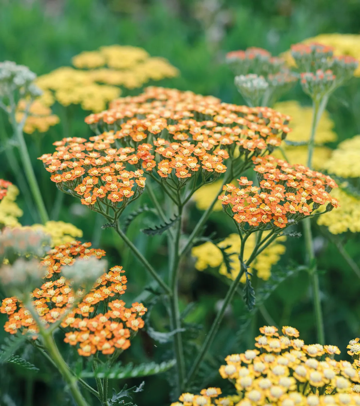 Achillea 'Terracotta'
