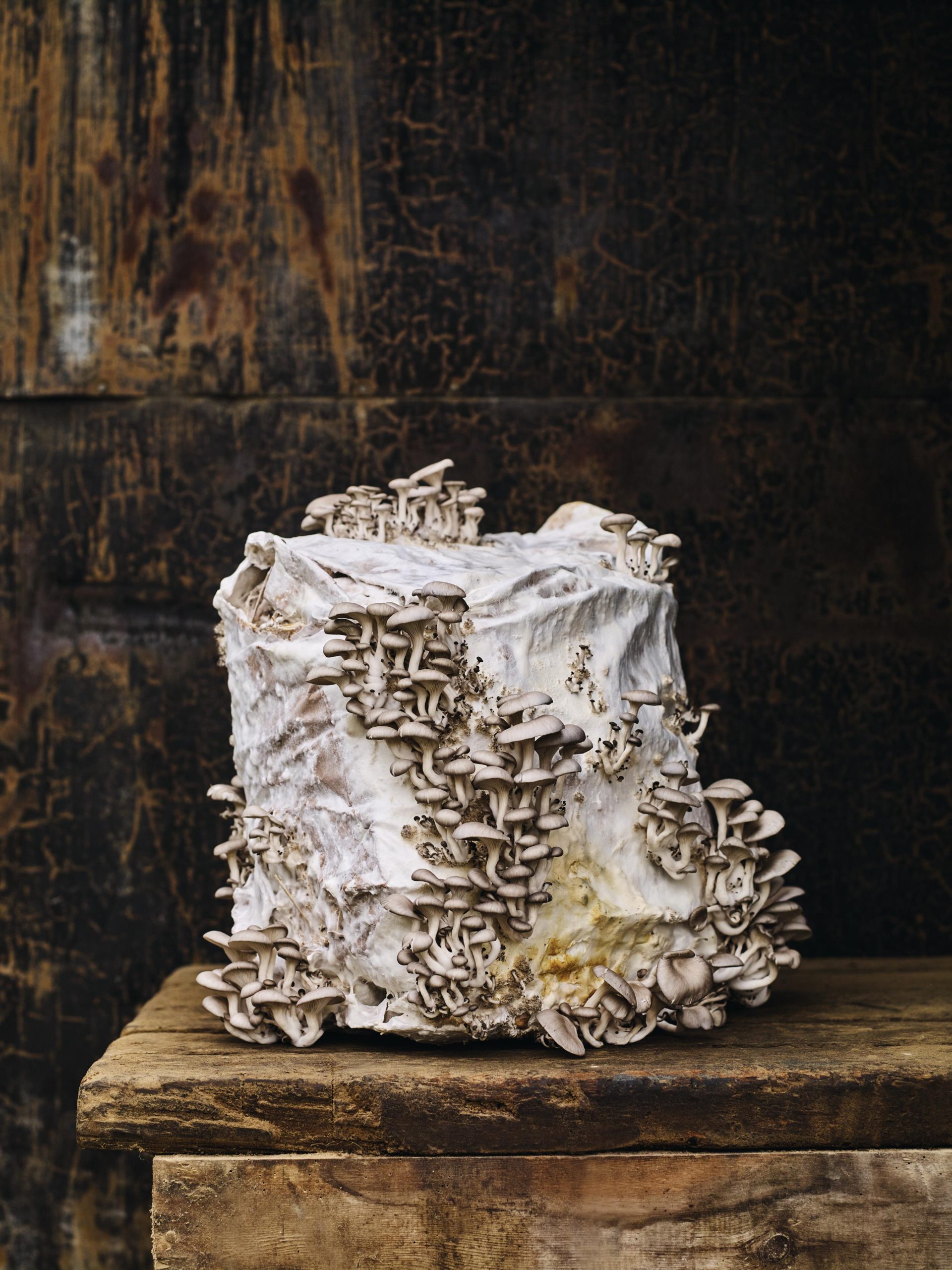 Mushrooms growing
