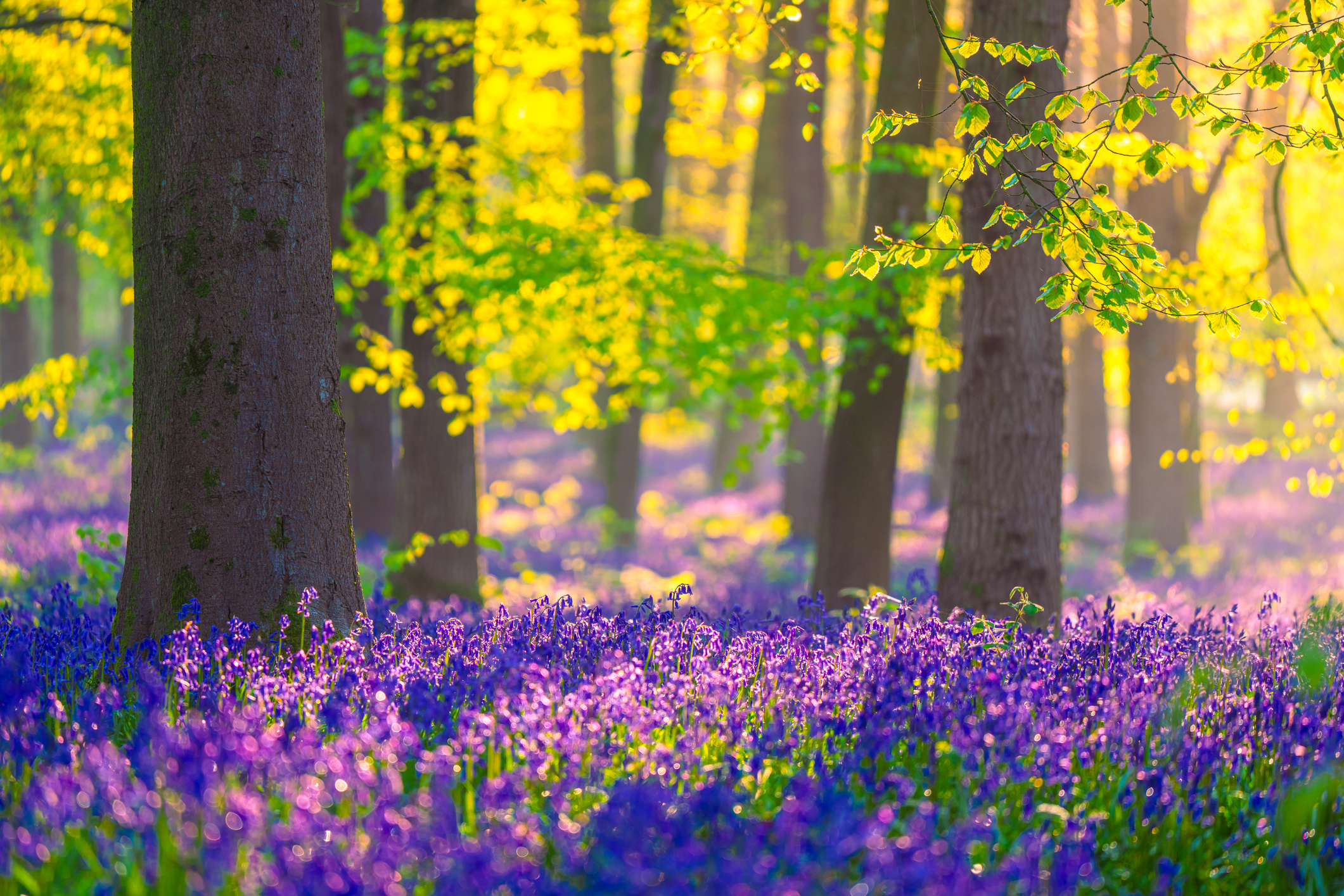 Buebell Wood (Hyacinthoides non-scripta) in a wood in England