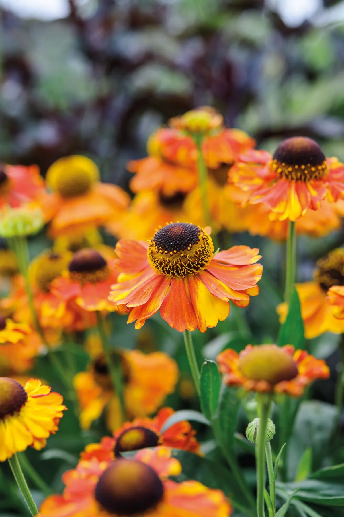Helenium 'Sahin's Early Flowerer'