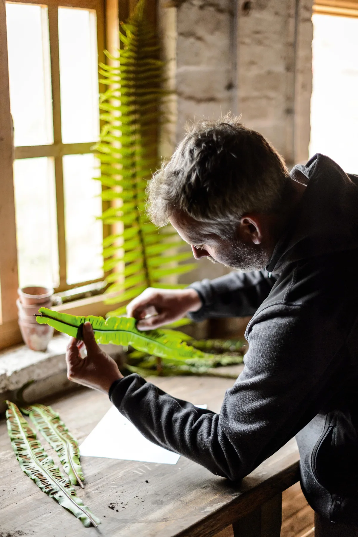 How to propagate ferns