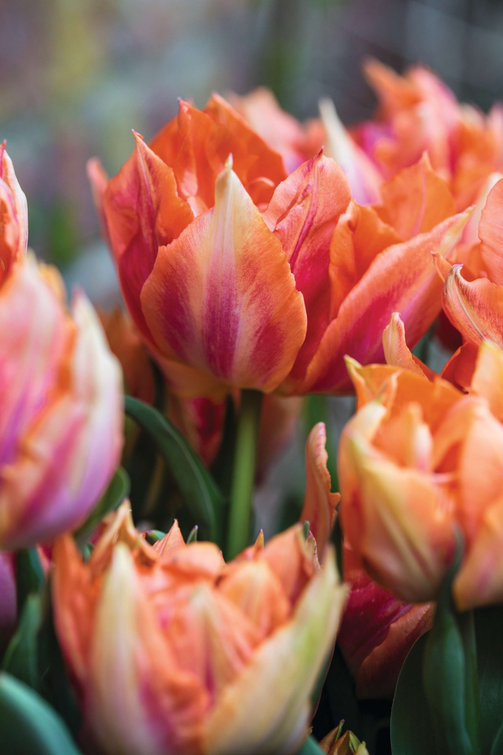 Tulipa ‘Willem van Oranje’