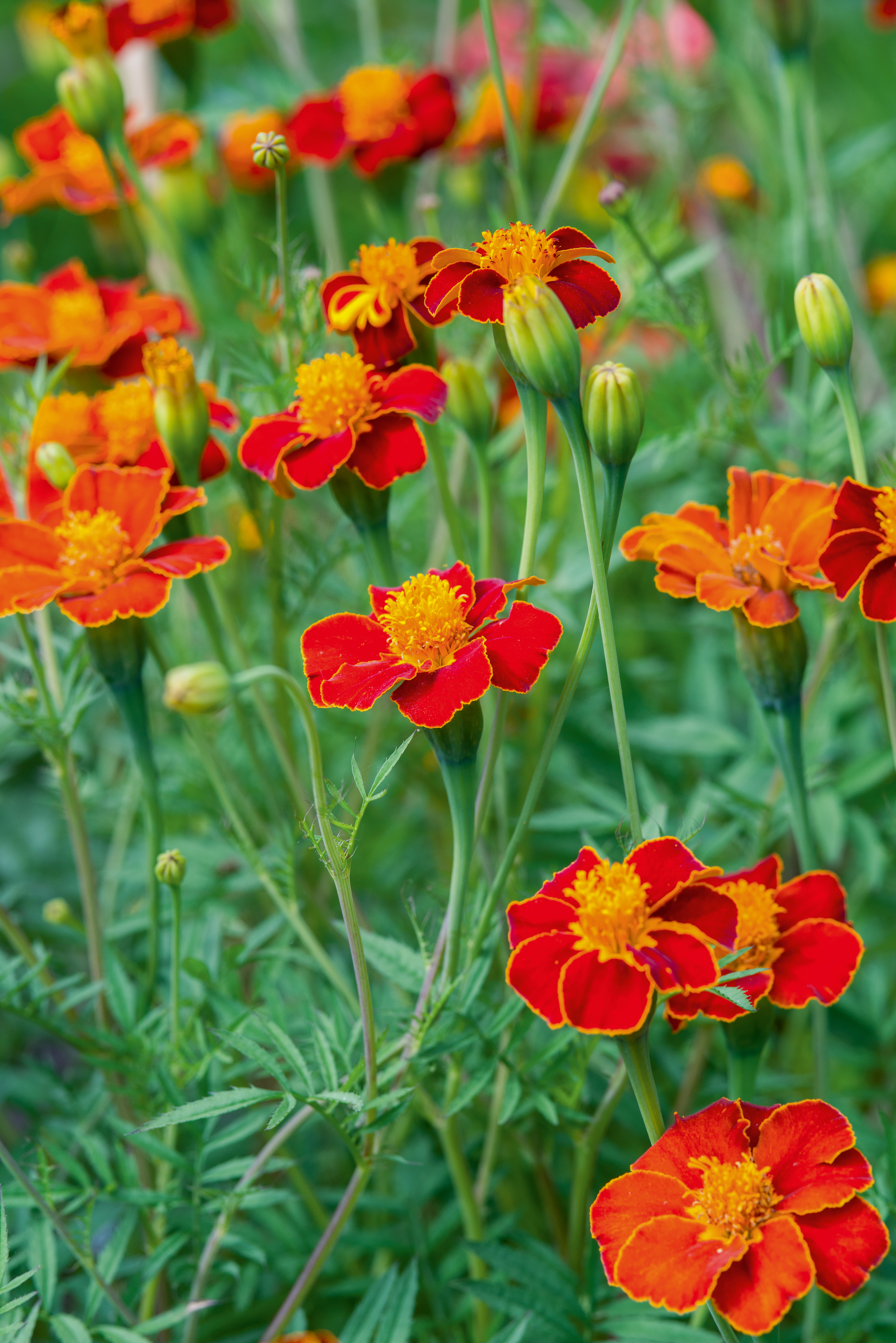 Tagetes Cinnabar