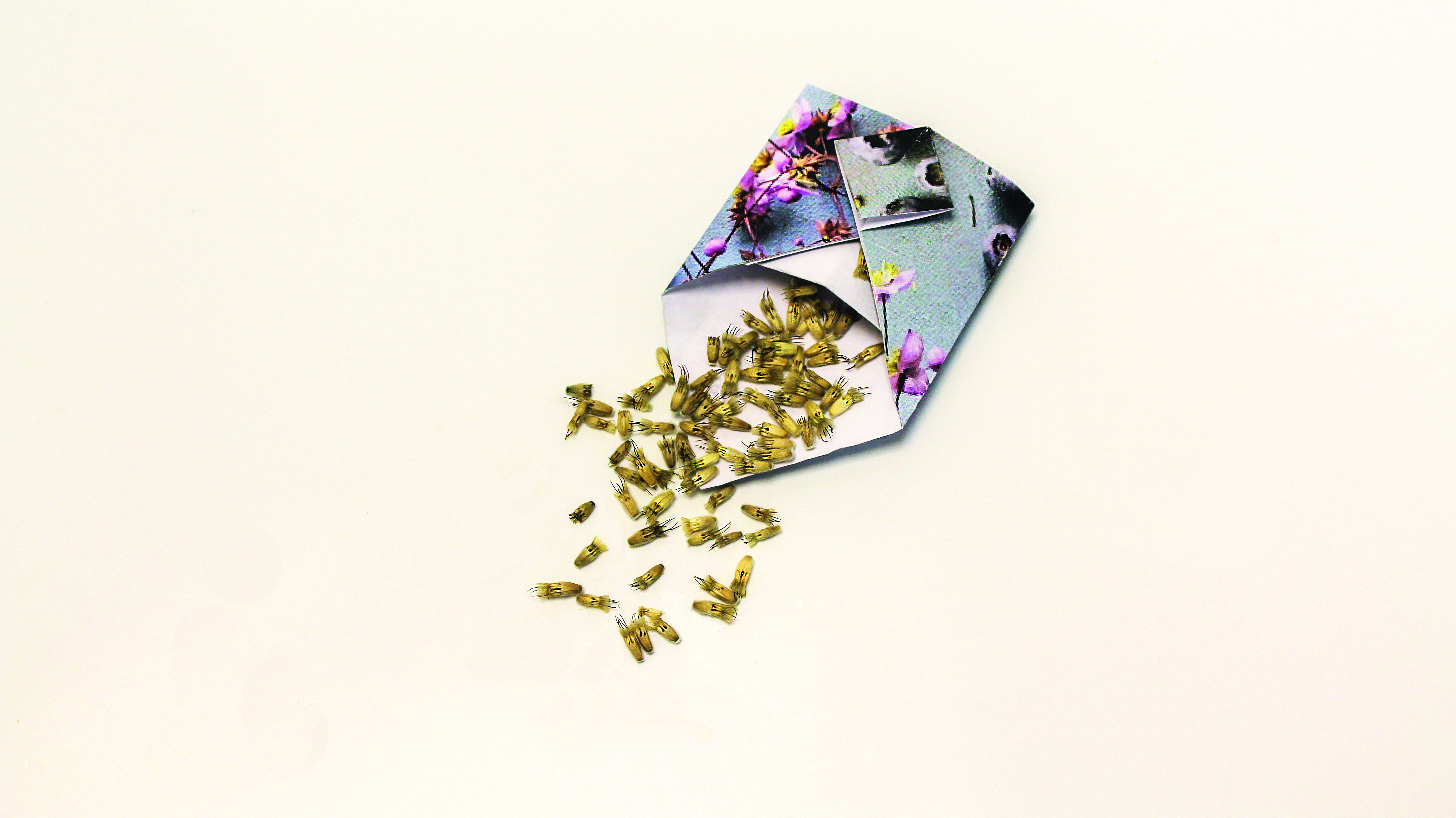 Make your own seed packet