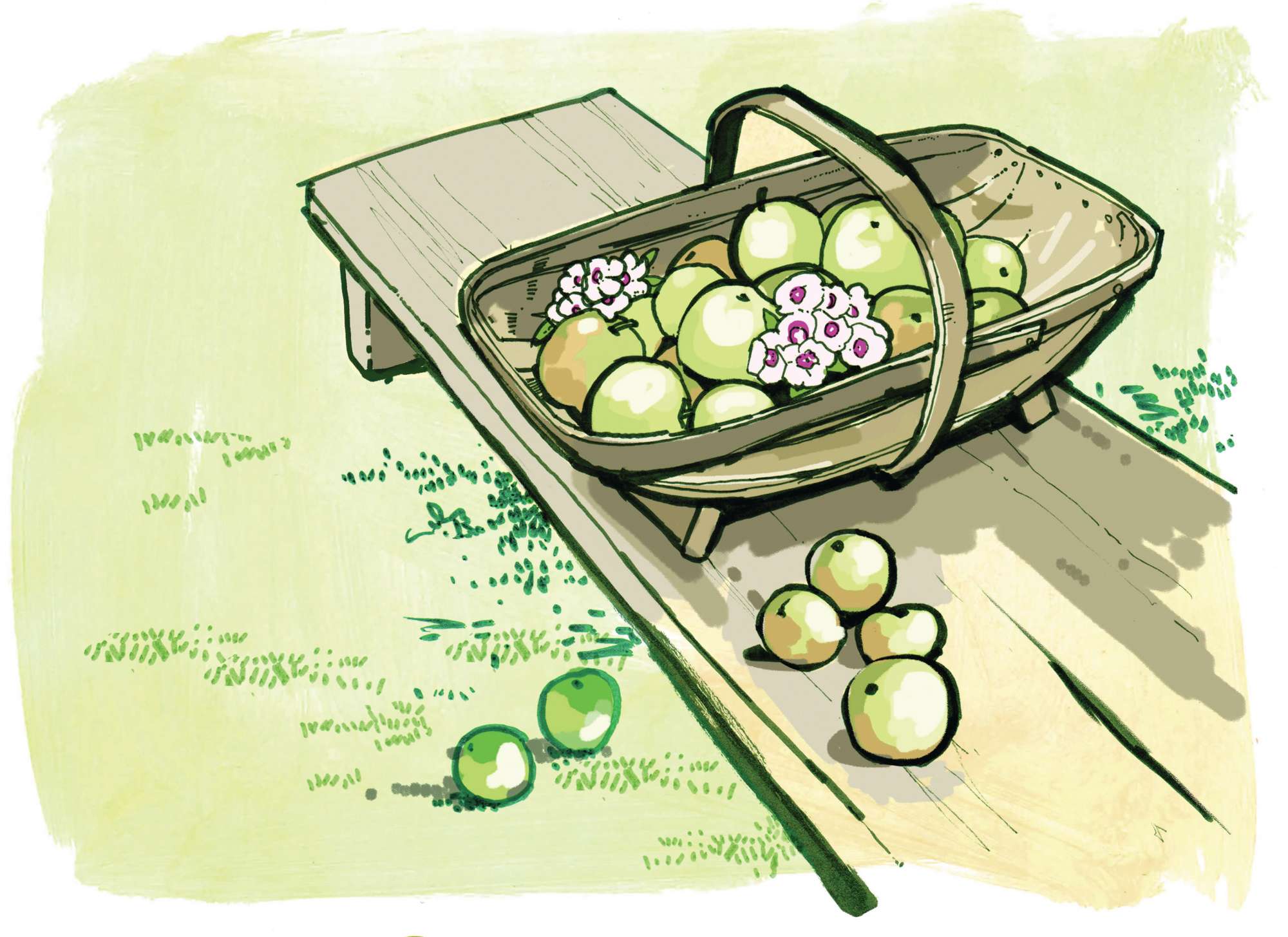 Apples and blossom in a trug