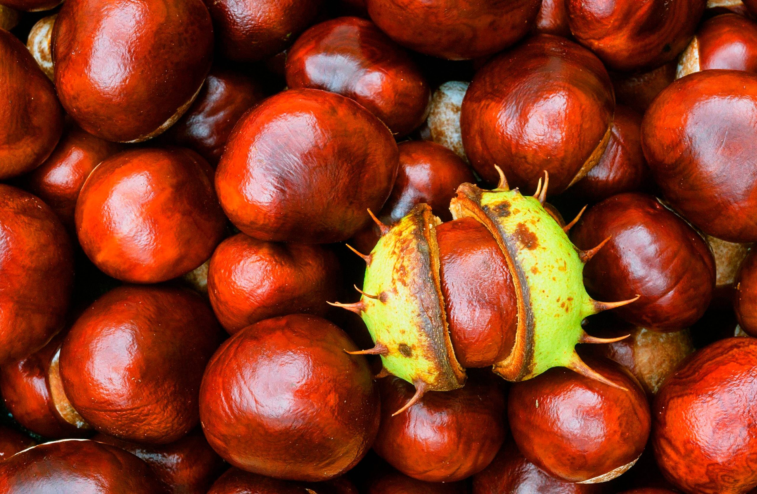 Horse chestnuts