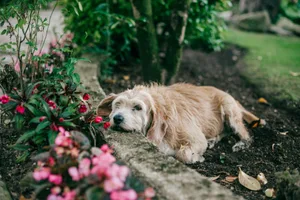 itch-pet-header-2 Dog resting in garden