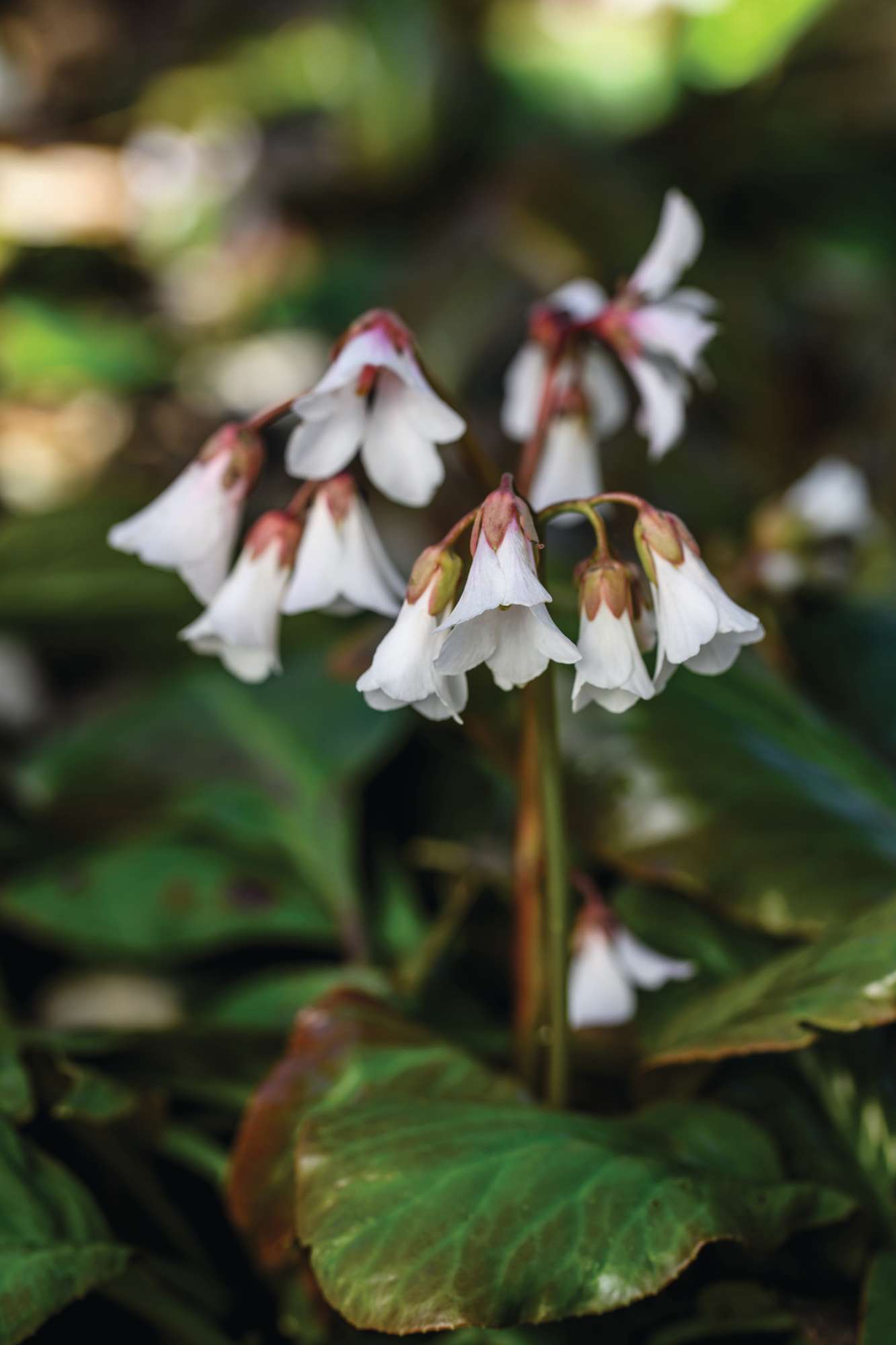 Bergenia emeiensis © Jason Ingram