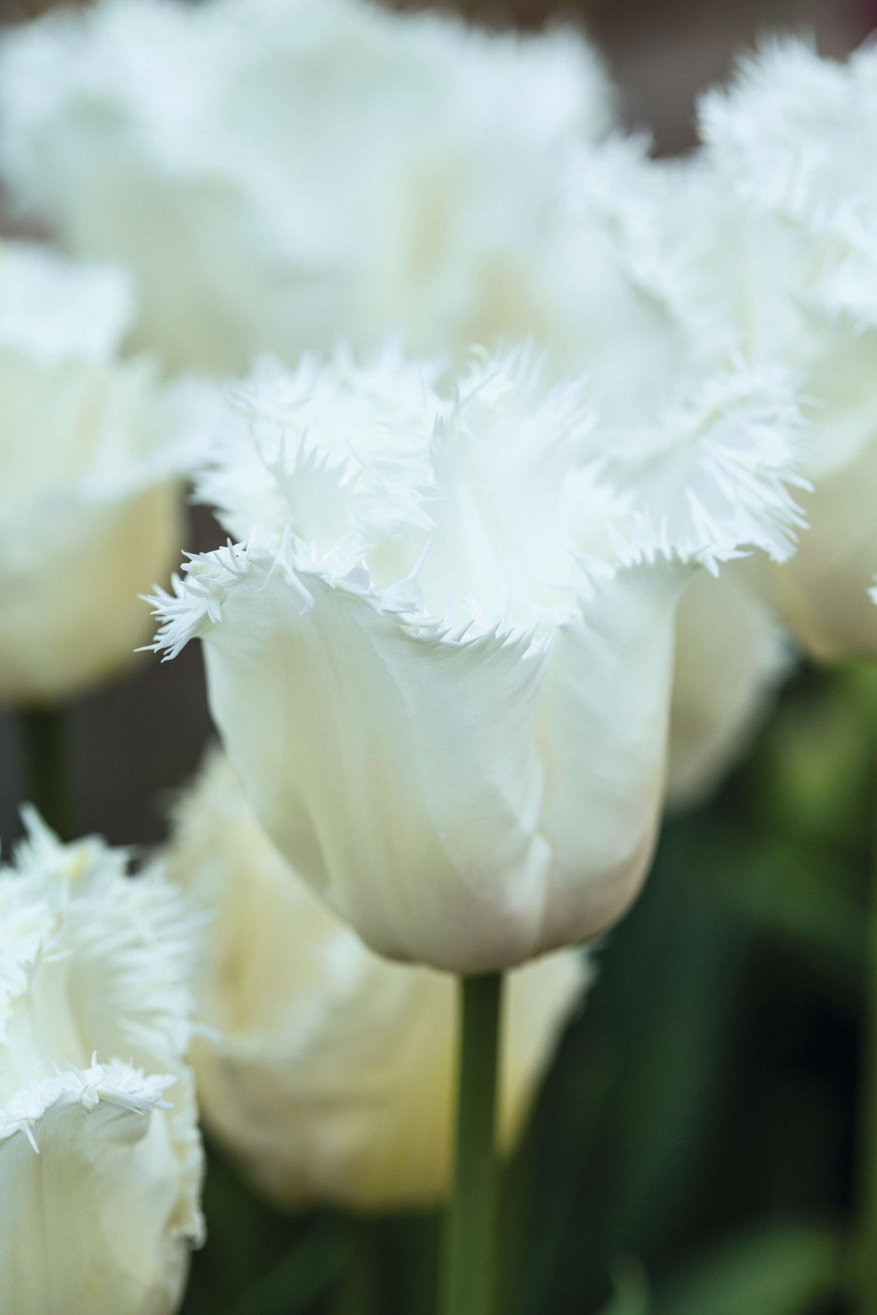Tulipa ‘Honeymoon’