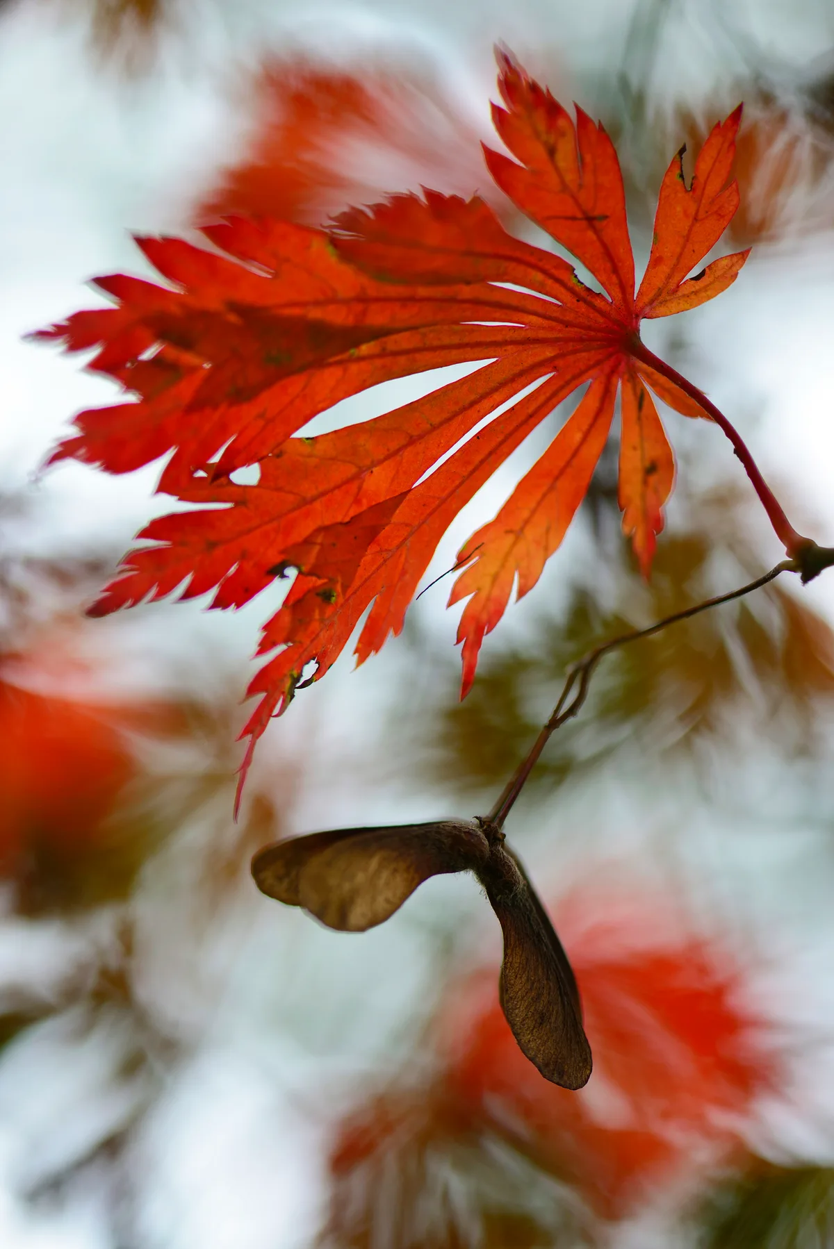 Autumn leaves of the Downy Japanese Maple -Acer japonicum Aconitifolium-, Emsland, Lower Saxony, Germany