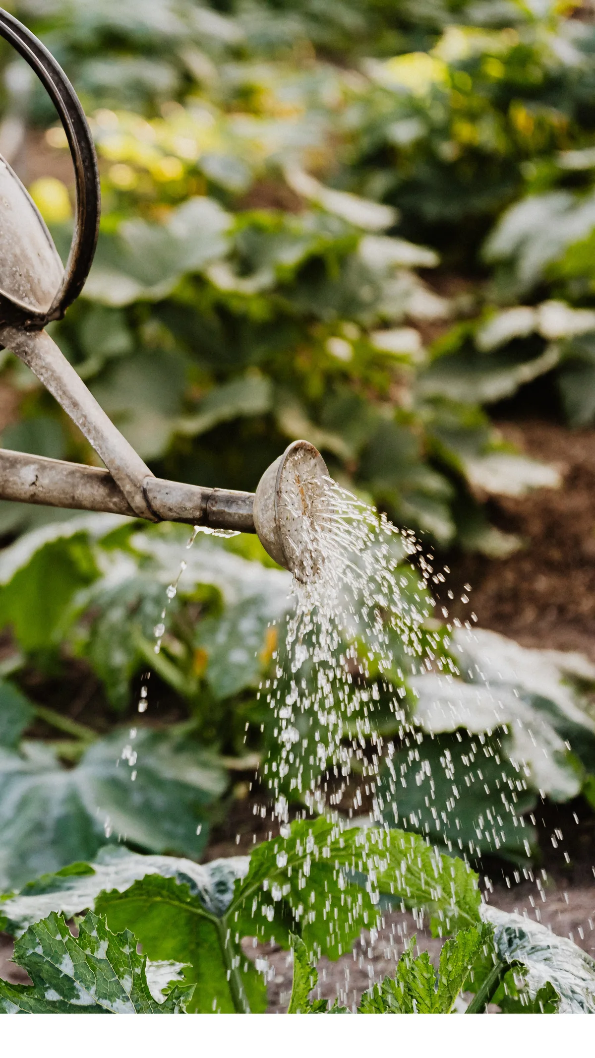 Watering can watering a garden