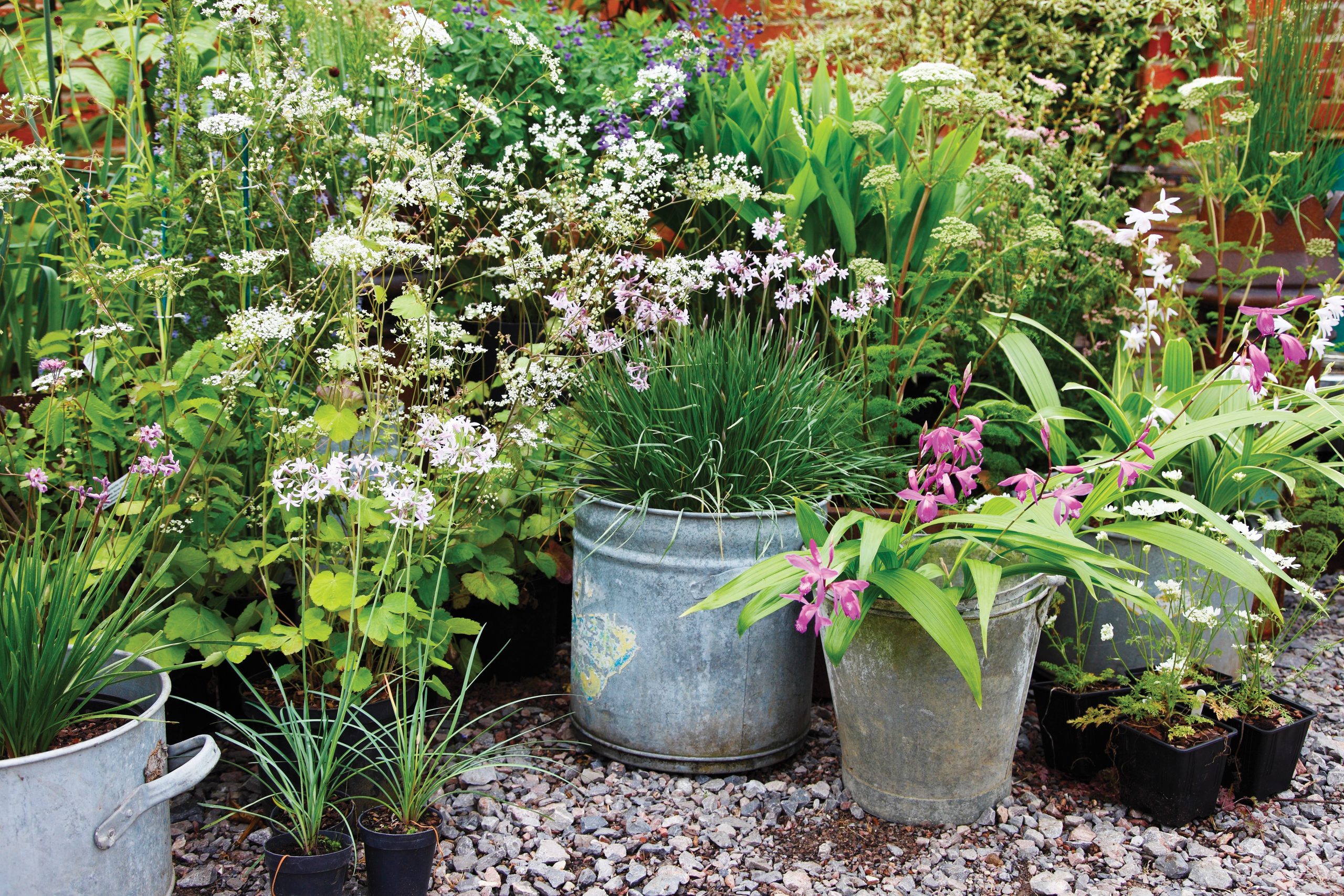Gardening in lockdown