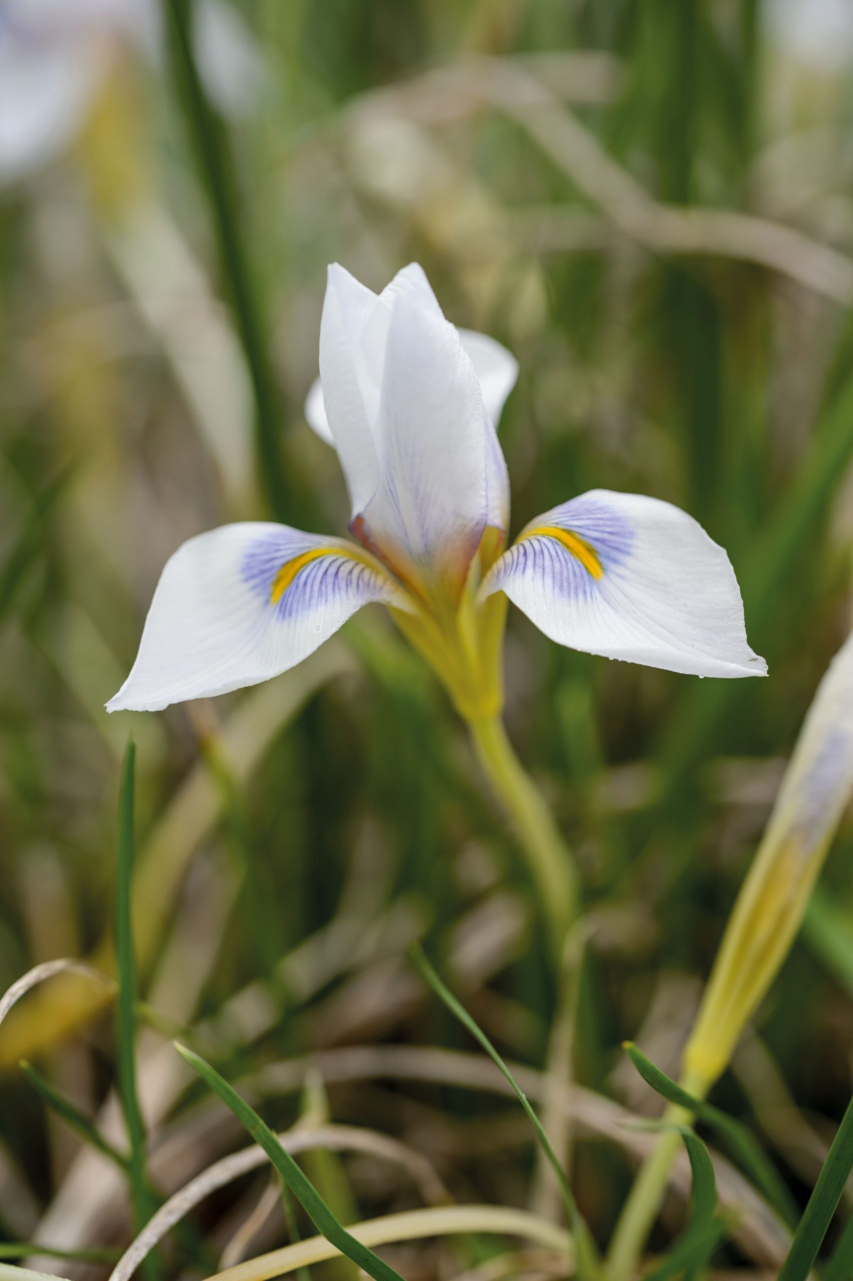Winter flowering plants: Iris unguicularis ‘Peloponnese Snow’
