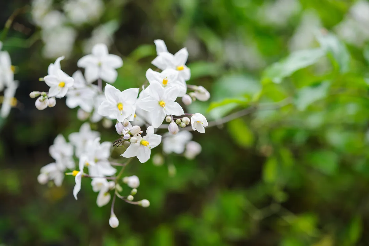 best climbing plants for gardens - Solanum crispum album
