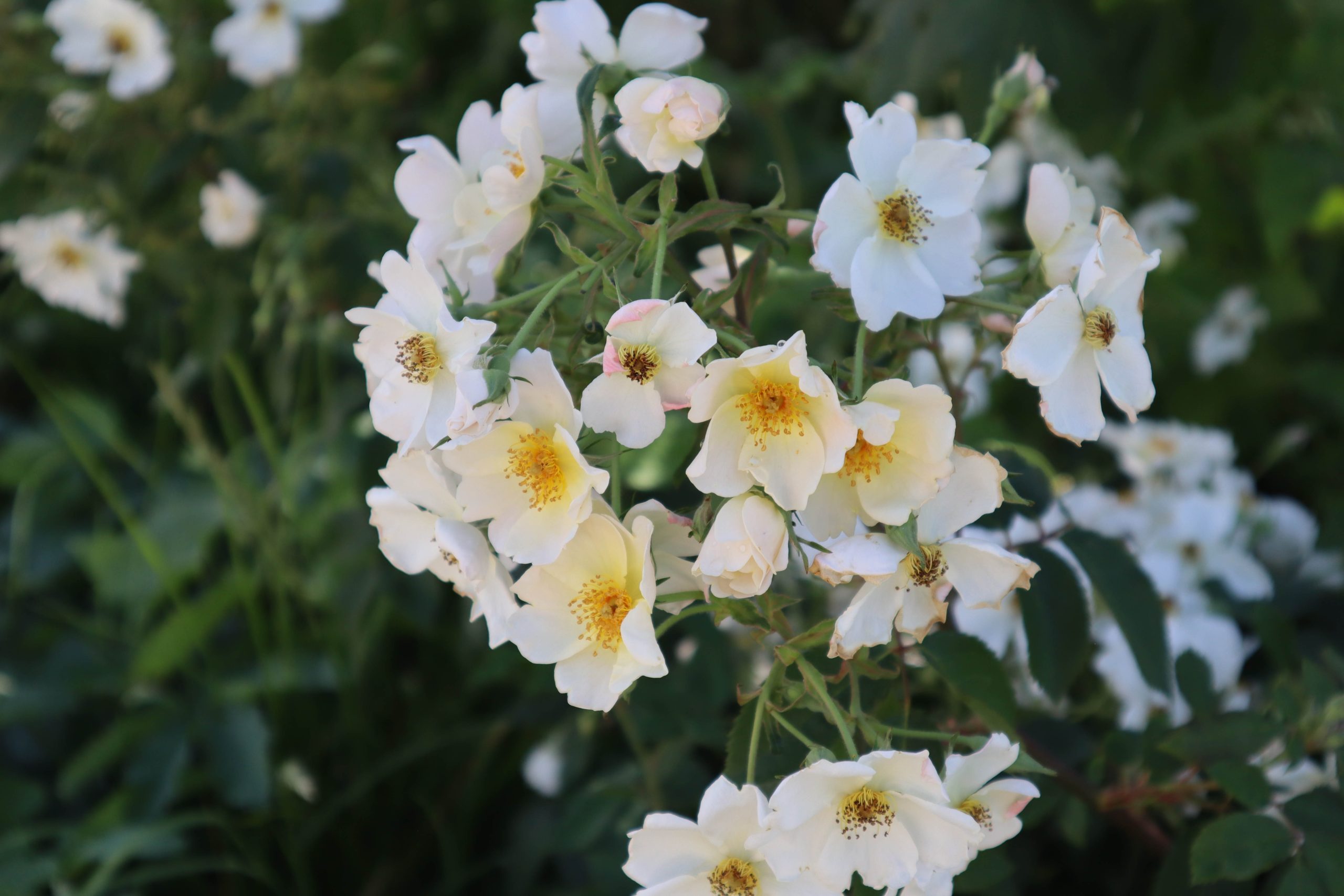 Rosa 'Kew Gardens'