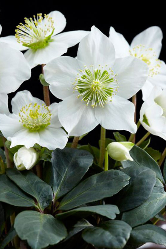 Christmas rose on a black background