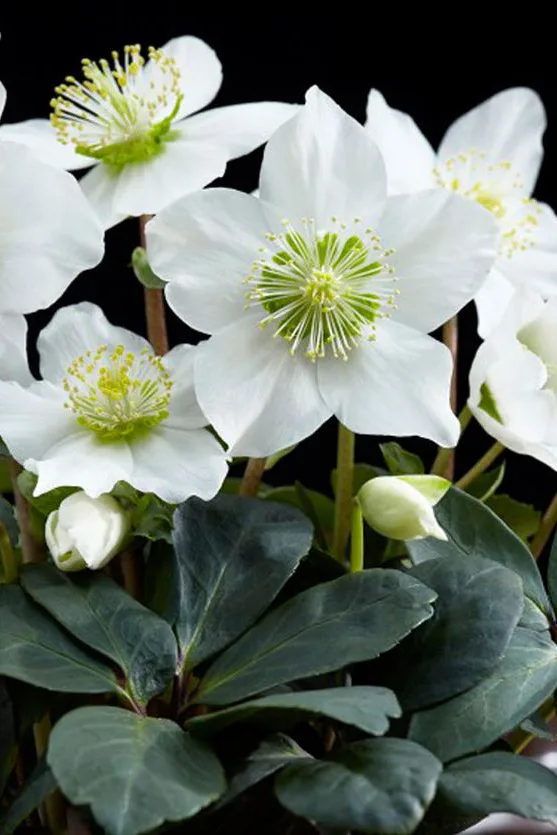 Christmas rose on a black background