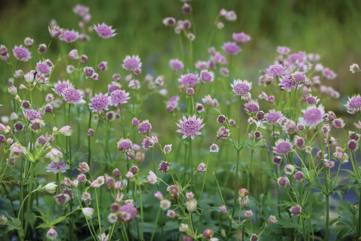 Small purple flowers