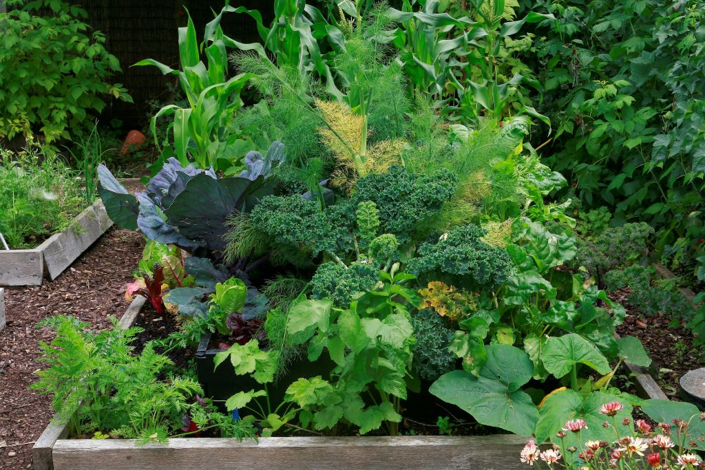 Polyculture beds planted with a diverse range of plants suppresses weeds and encourage beneficial insects.
