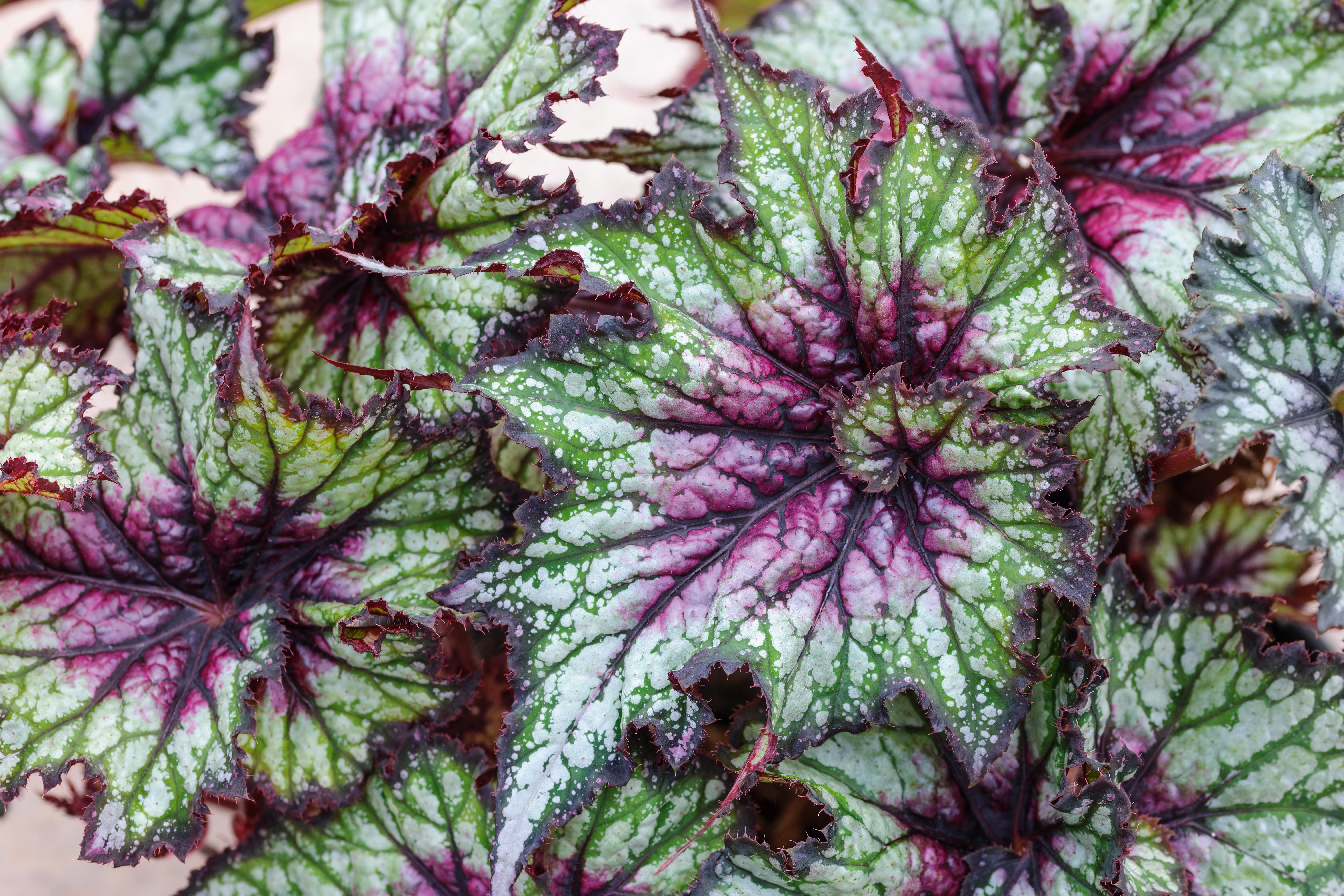 Begonia 'Red Tempest'