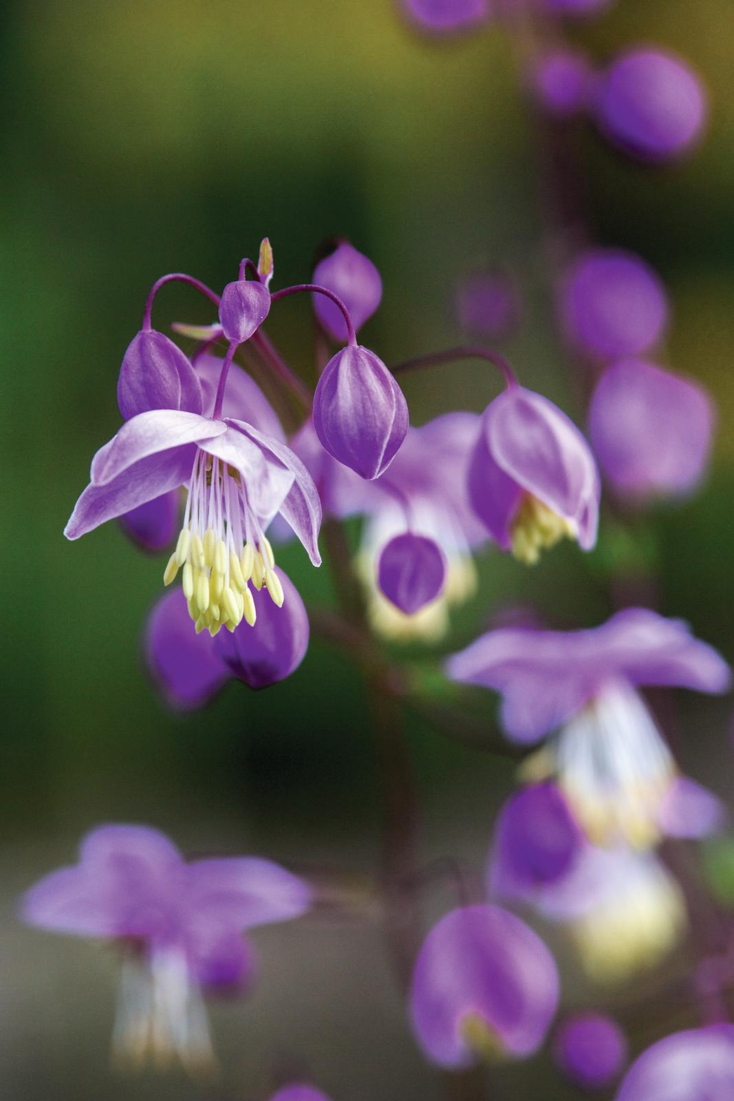 Thalictrum&nbsp;delavayi&nbsp;var.&nbsp;mucronatum