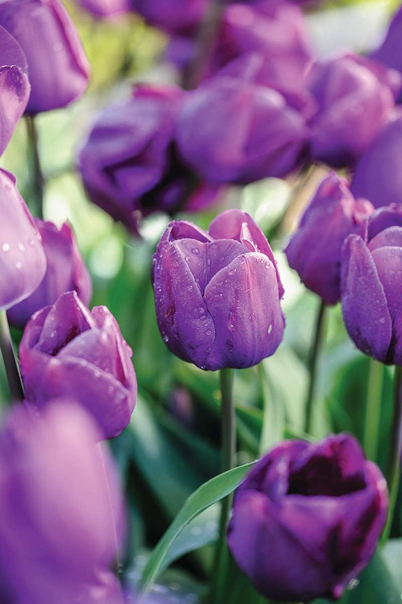 Tulipa ‘Negrita’