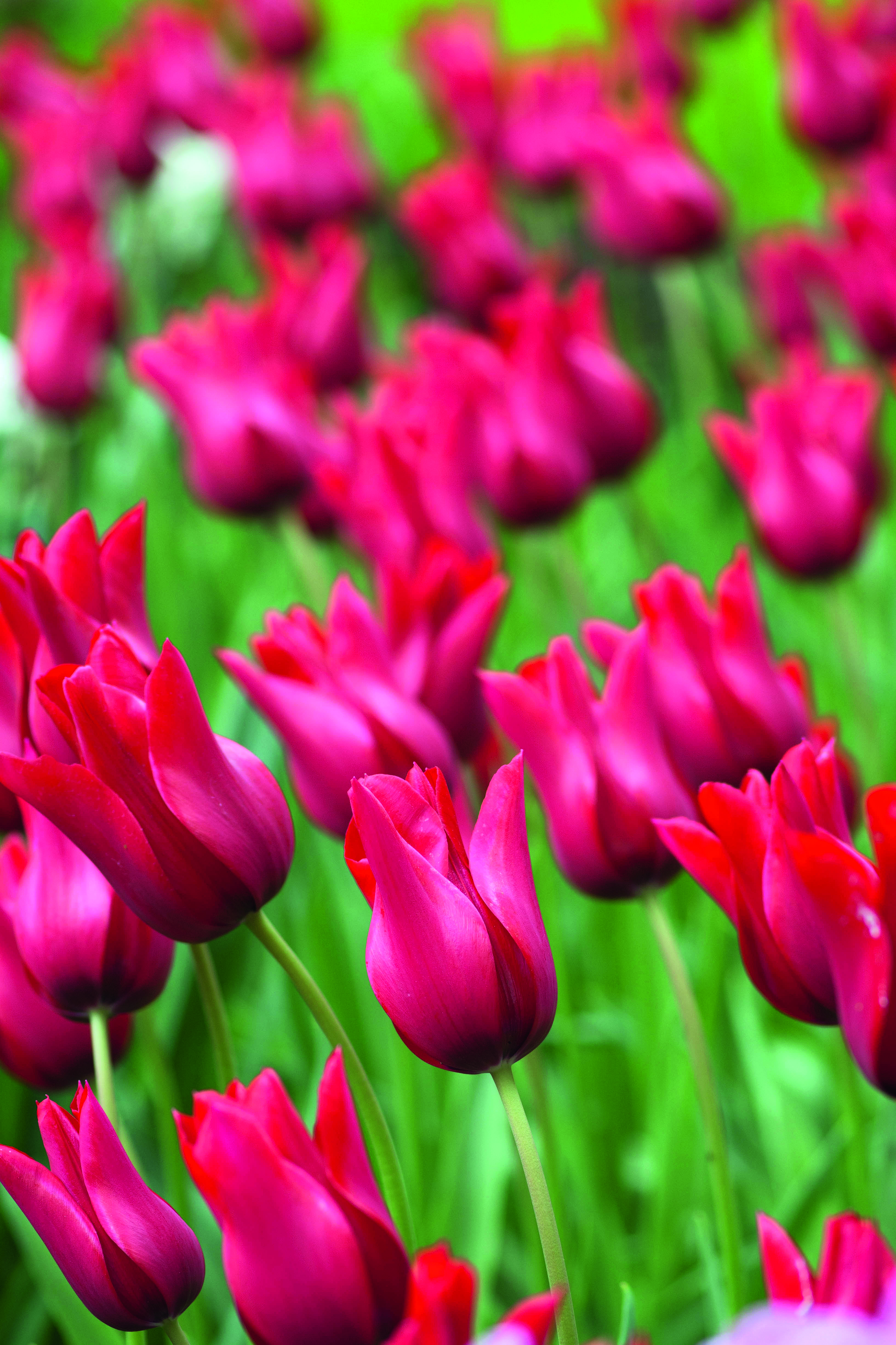 Tulipa 'Red Shine'
