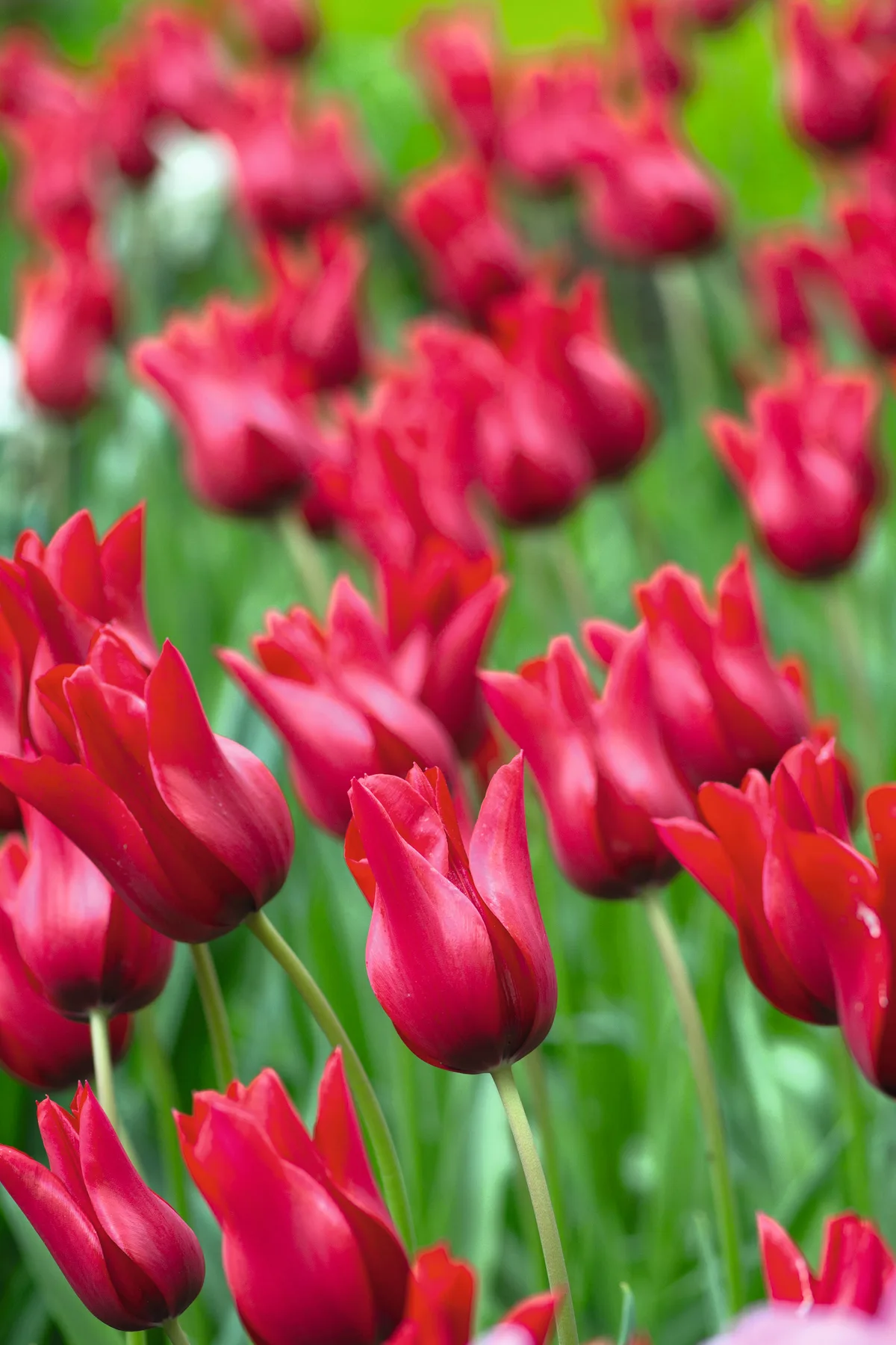 Tulipa 'Red Shine'