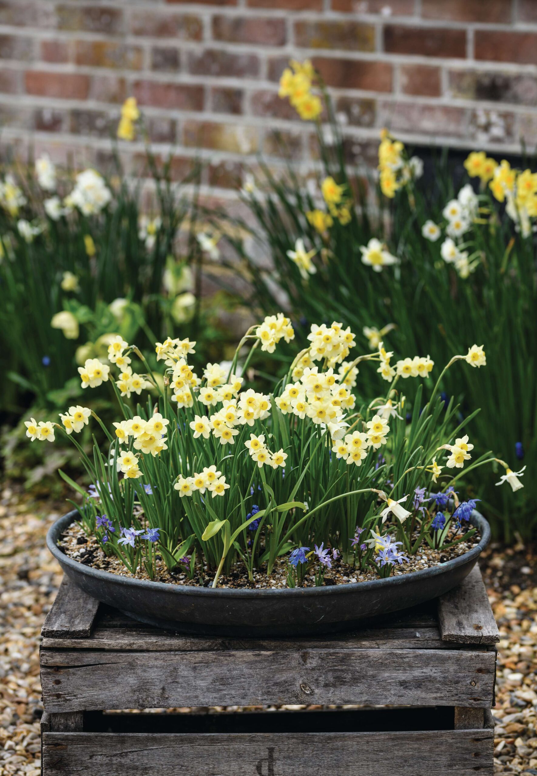 Jo Thompson's early spring pot plant using narcissus and scilla