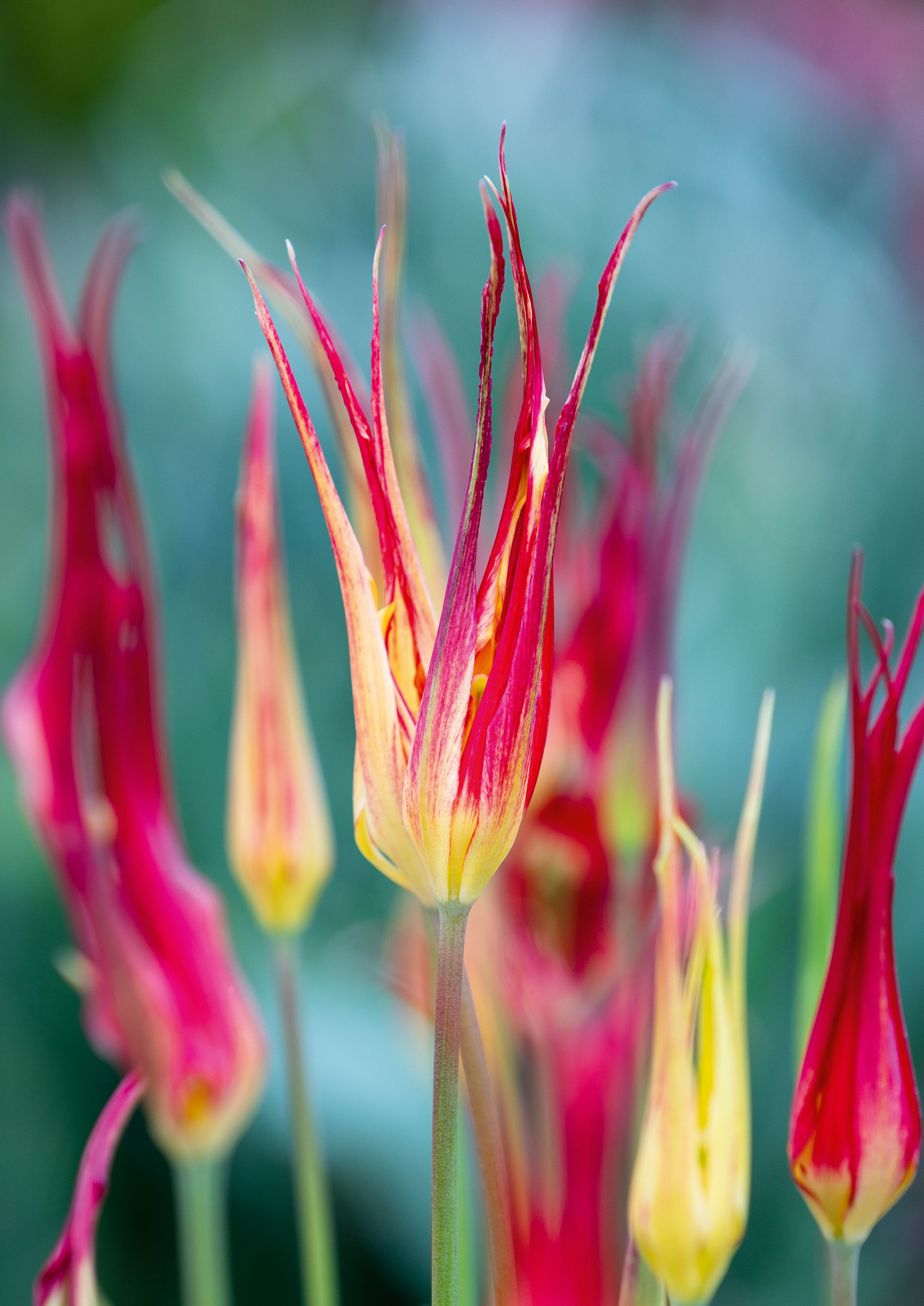 Tulipa cornuta