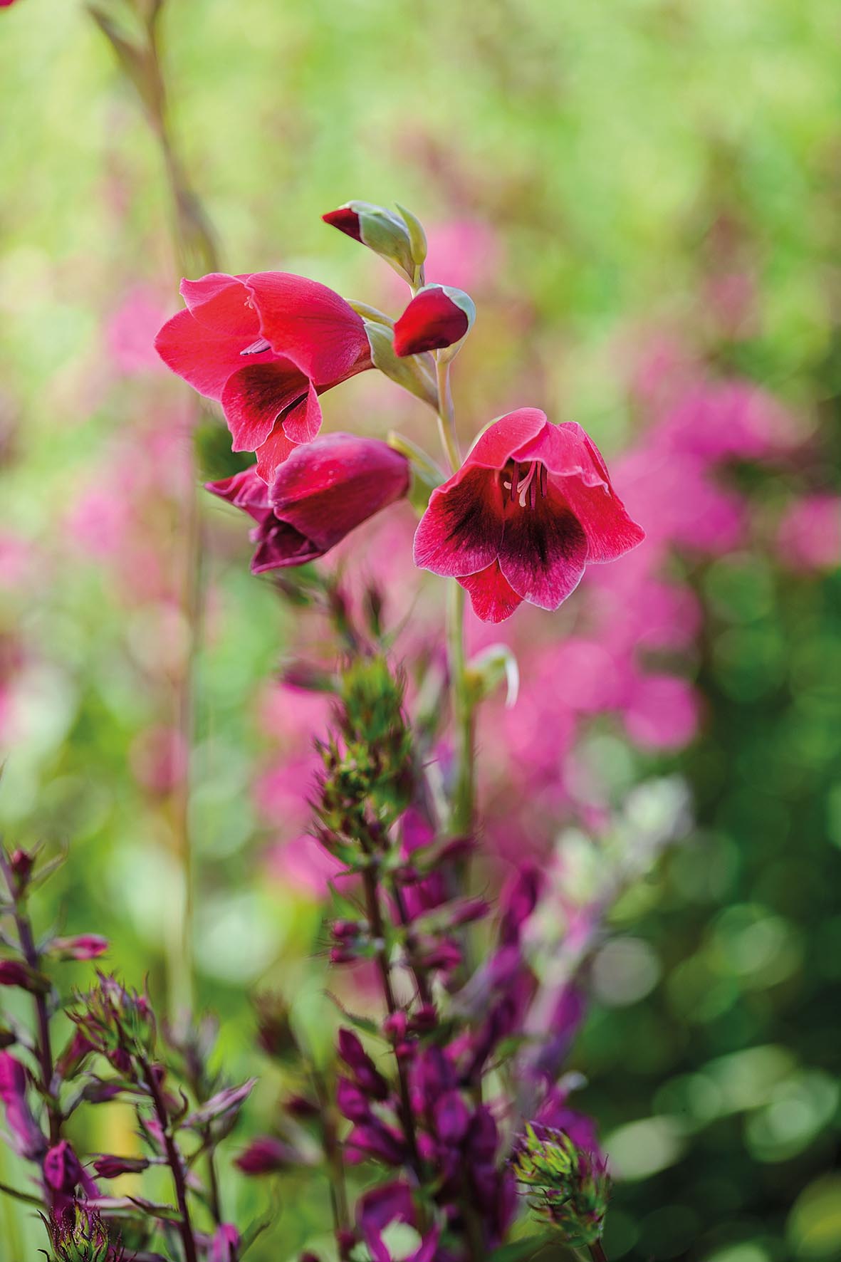 Gladiolus papilio 'Ruby' and Lobelia 'Tania'