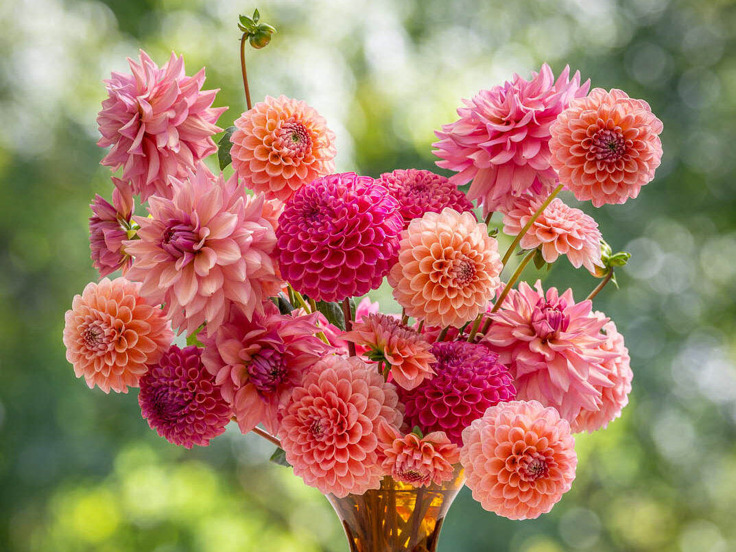Milli Proust's Dahlia Collection