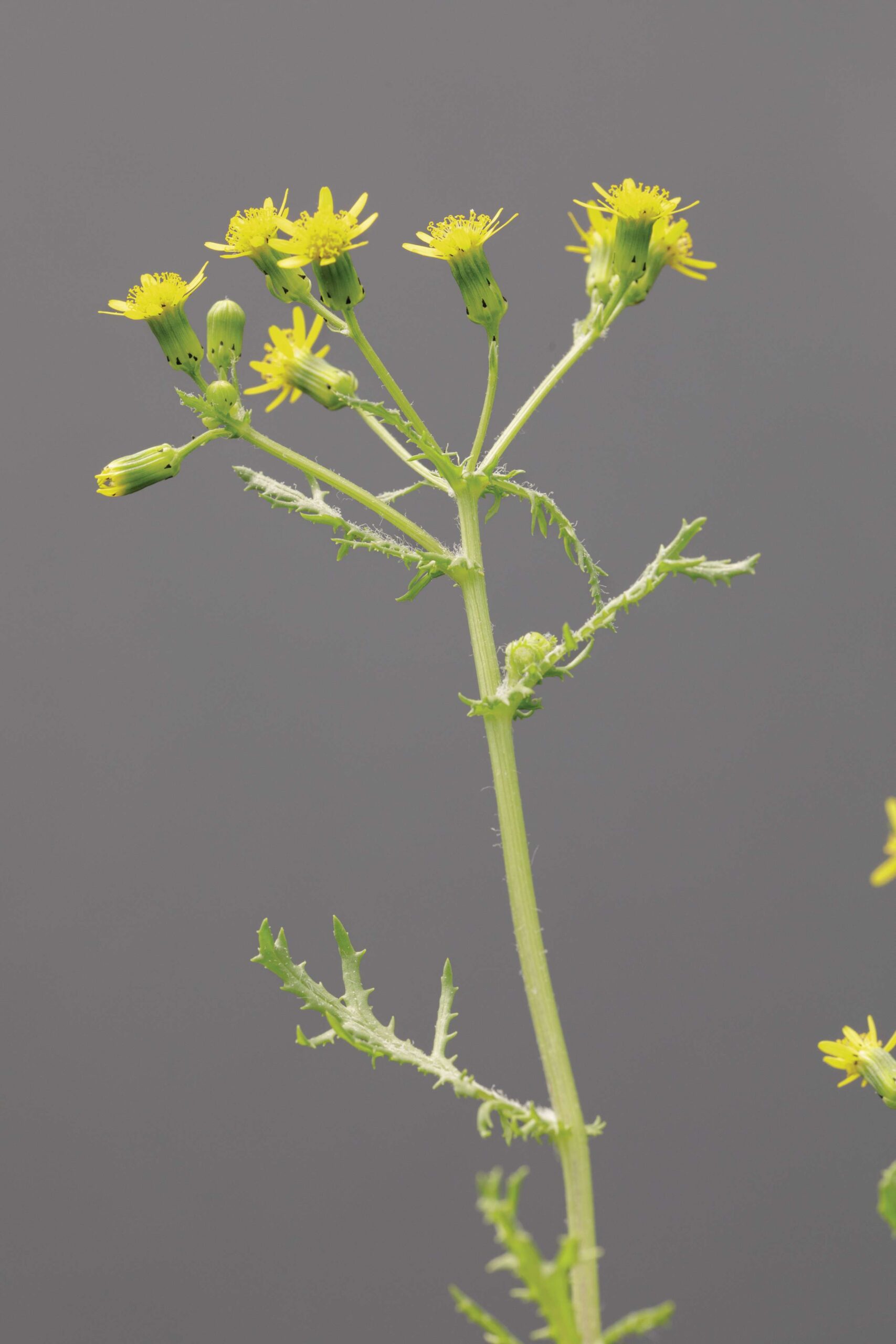 York groundsel, Senecio eboracensis