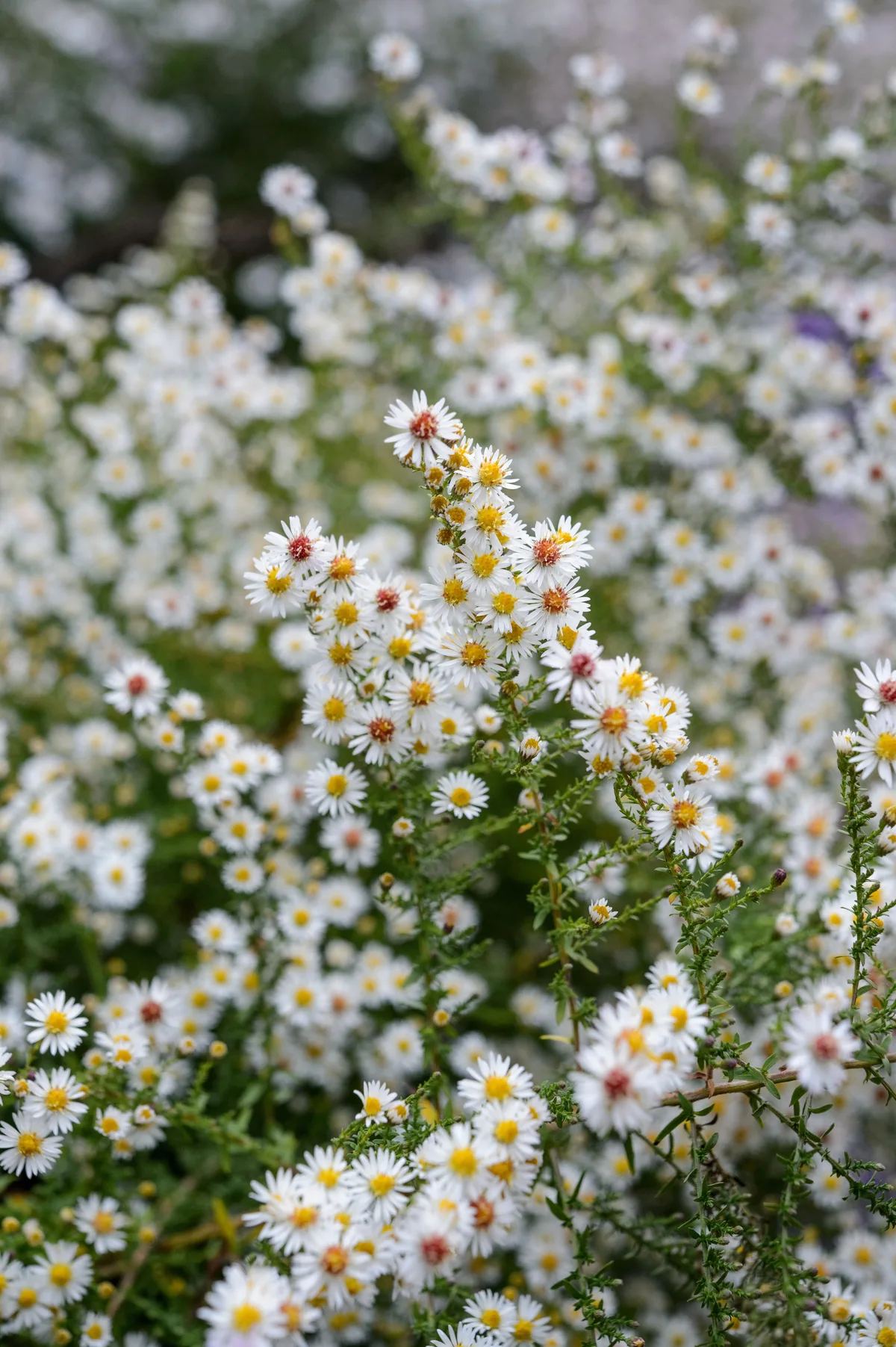 Michaelmas daisy: Symphyotrichum ericoides ‘Cinderella’