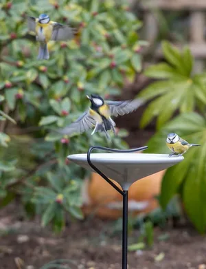 Stake bird bath – putty grey Stake bird bath - putty grey